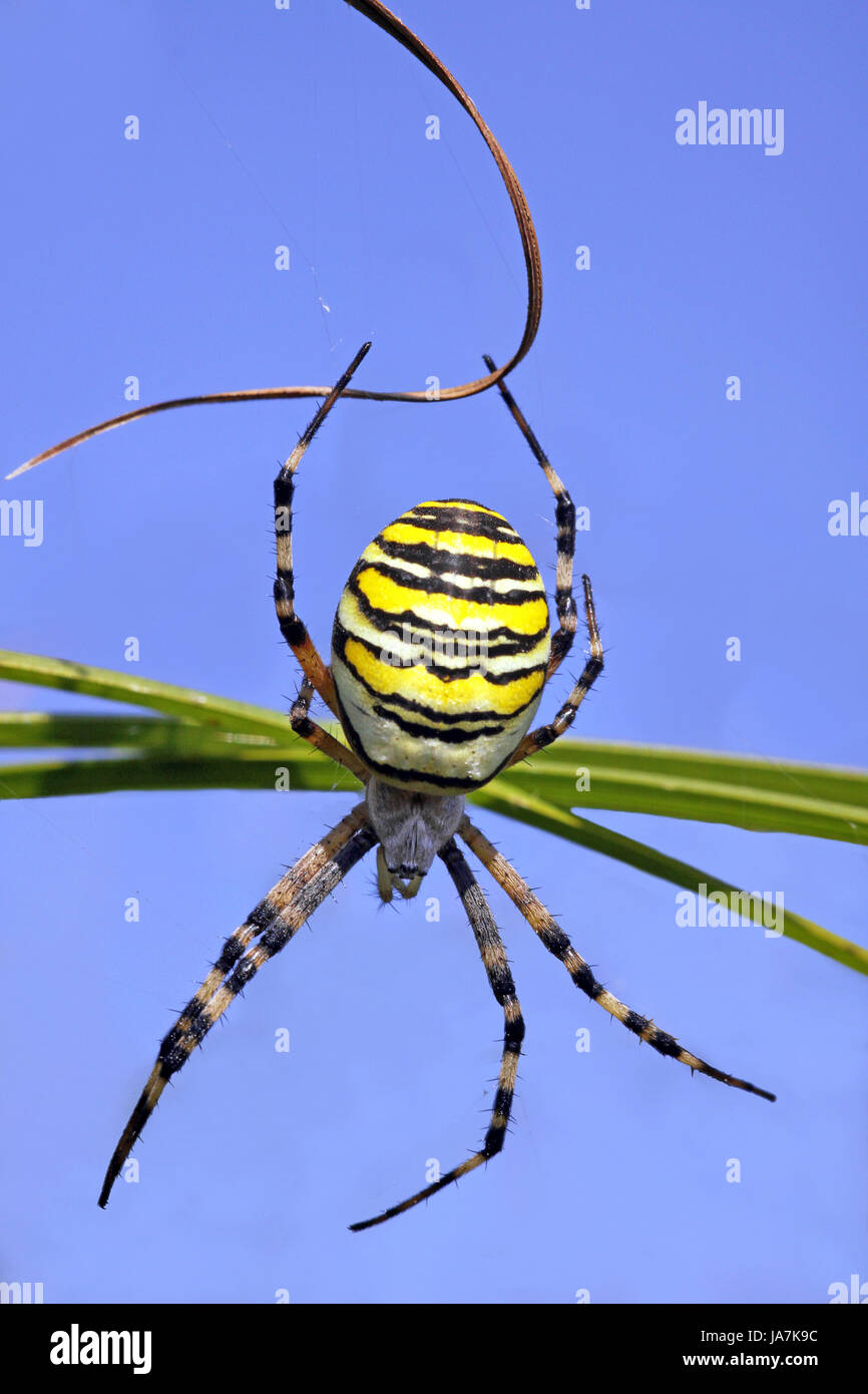Araña, azul, macro, close-up, macro admisión, vista cercana, negro, swarthy, Foto de stock