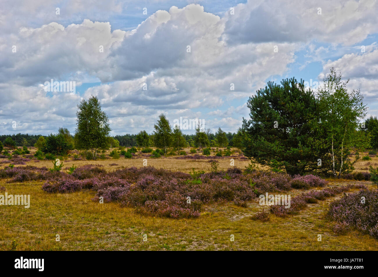 Púrpura, nublado, Heath, naturaleza, nubes, romántico, púrpura, nublado, Heath, naturaleza, Foto de stock