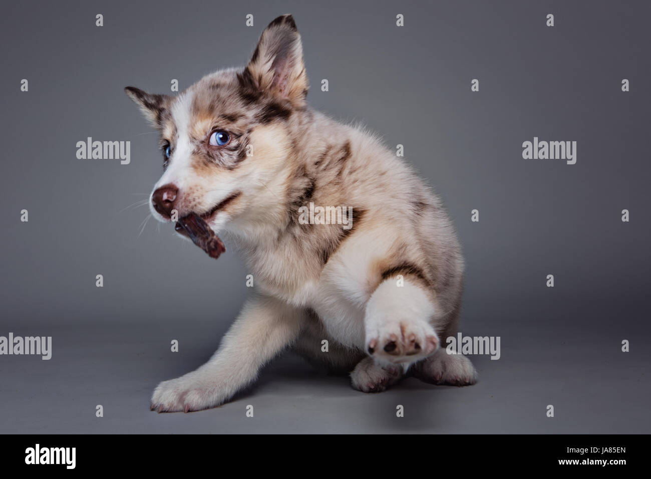 Retrato de estudio de un cachorro Pomsky mirando alegremente a la cámara con un regalo en su boca. Foto de stock