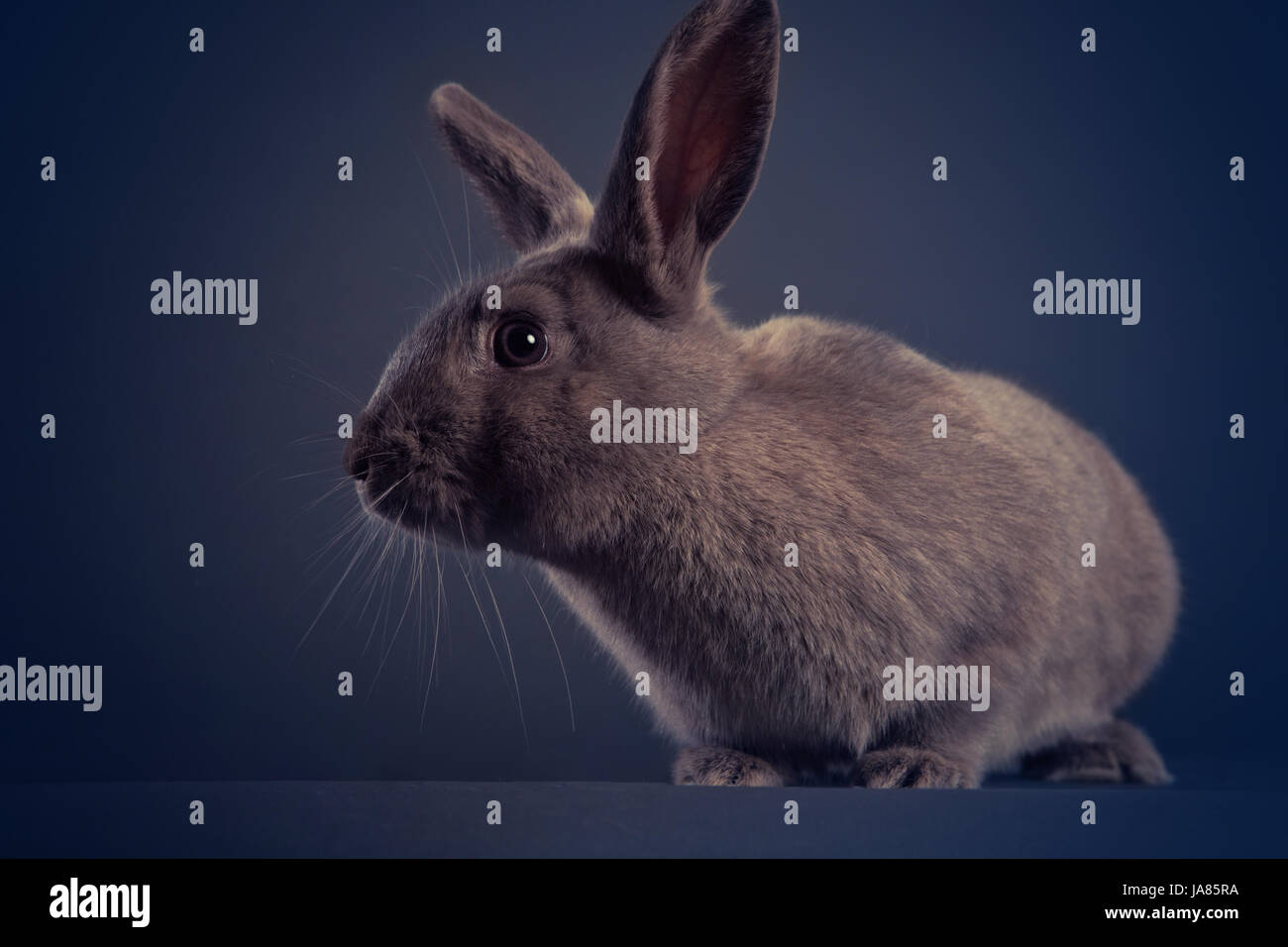 Un perfil de Moody retrato de un conejito gris en studio mirando a la cámara. Foto de stock