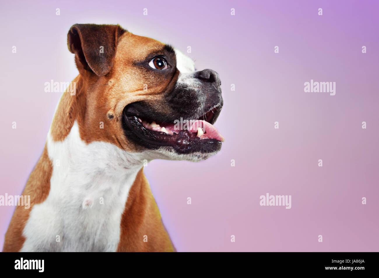 Retrato de estudio de un perro boxer en perfil, sonriente y mirando alerta y ansioso. Foto de stock