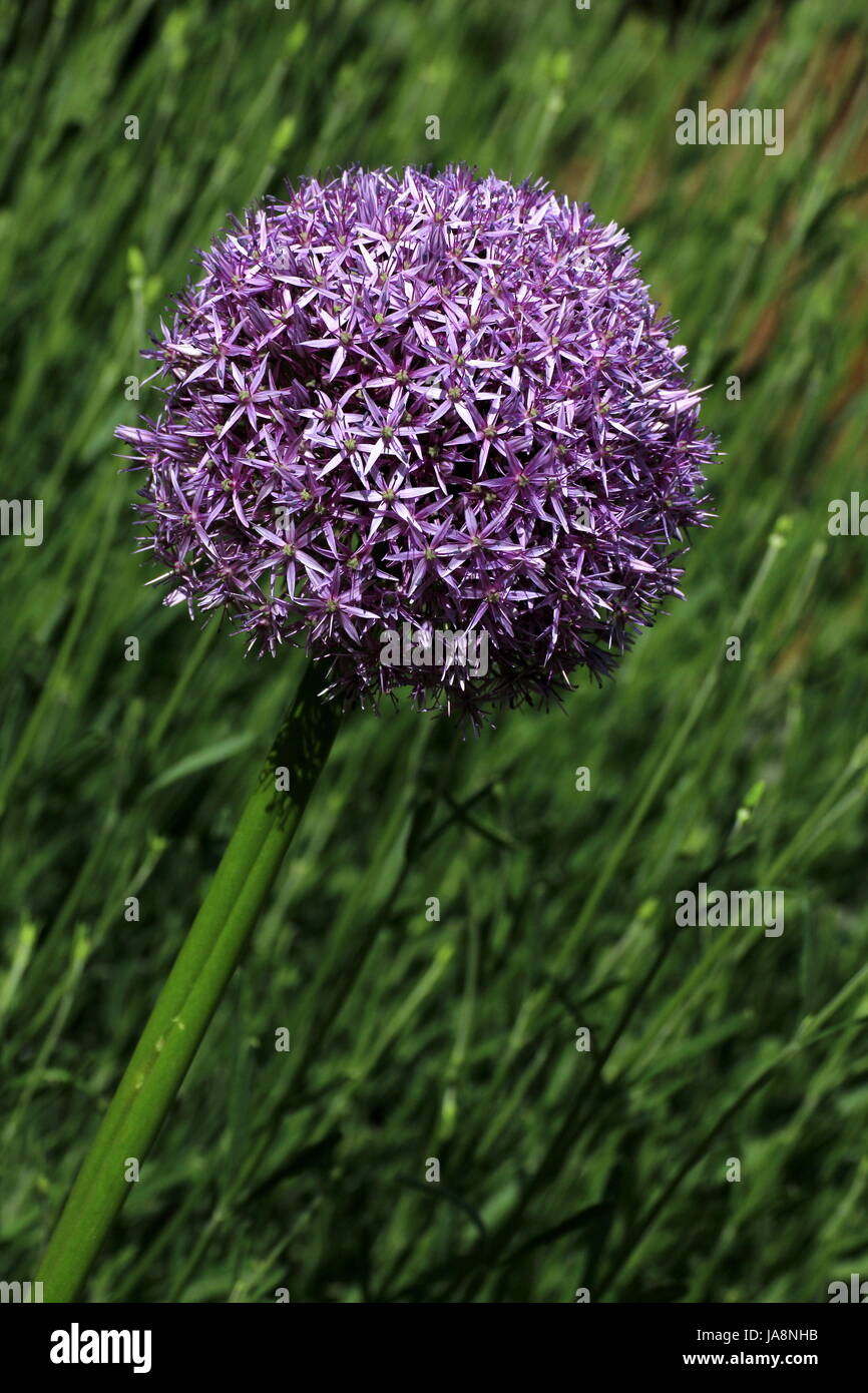 Allium en floración Foto de stock