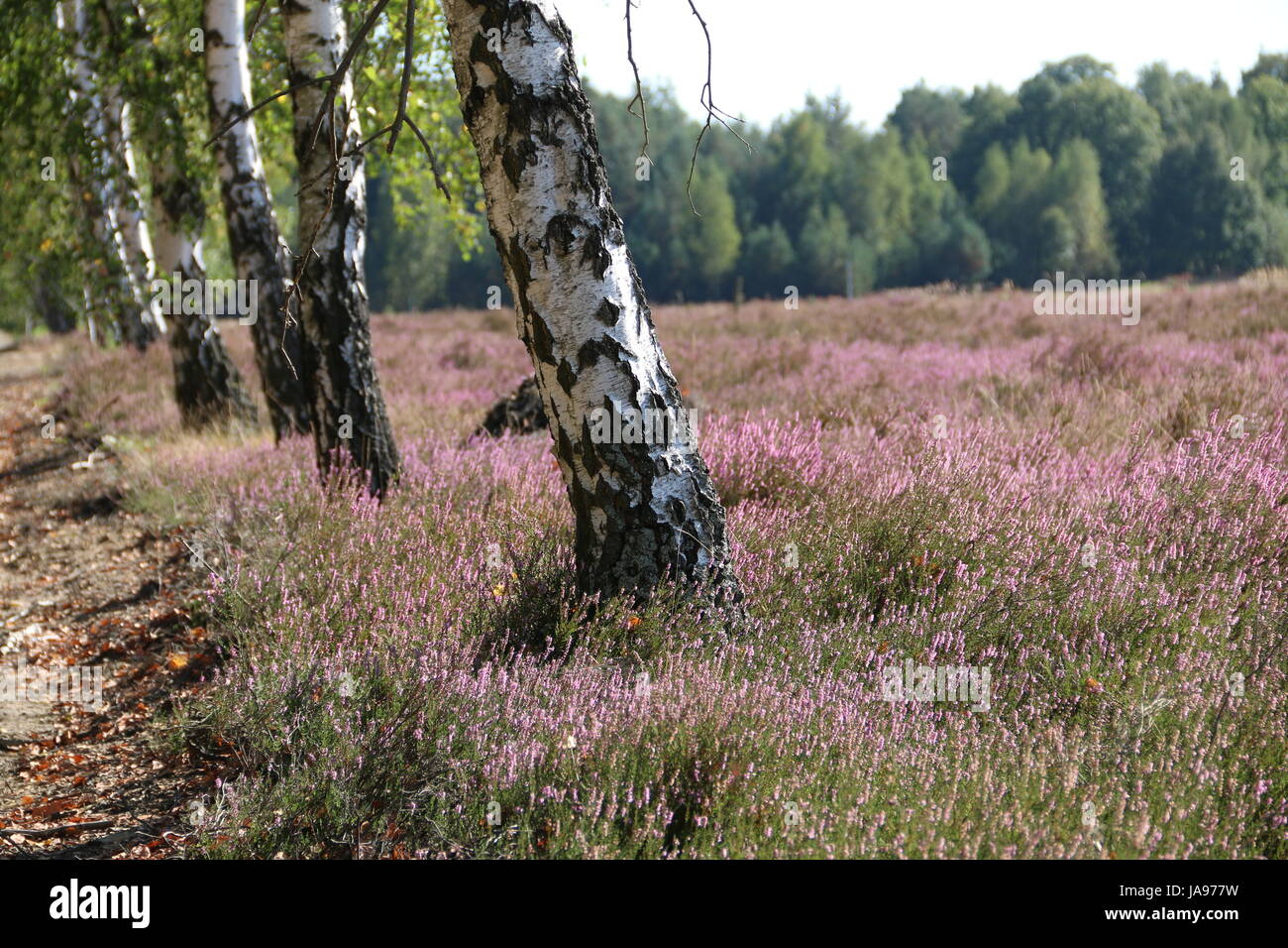 Florecer, florecer, florecer, florecer, Heath, Baja Sajonia, Alemania, Heather Foto de stock