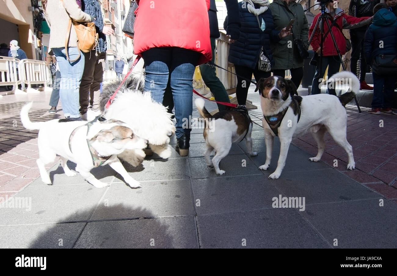 PALMA DE MALLORCA, España - 17 de enero de 2017: Los perros esperando a ser  bendecido fuera
