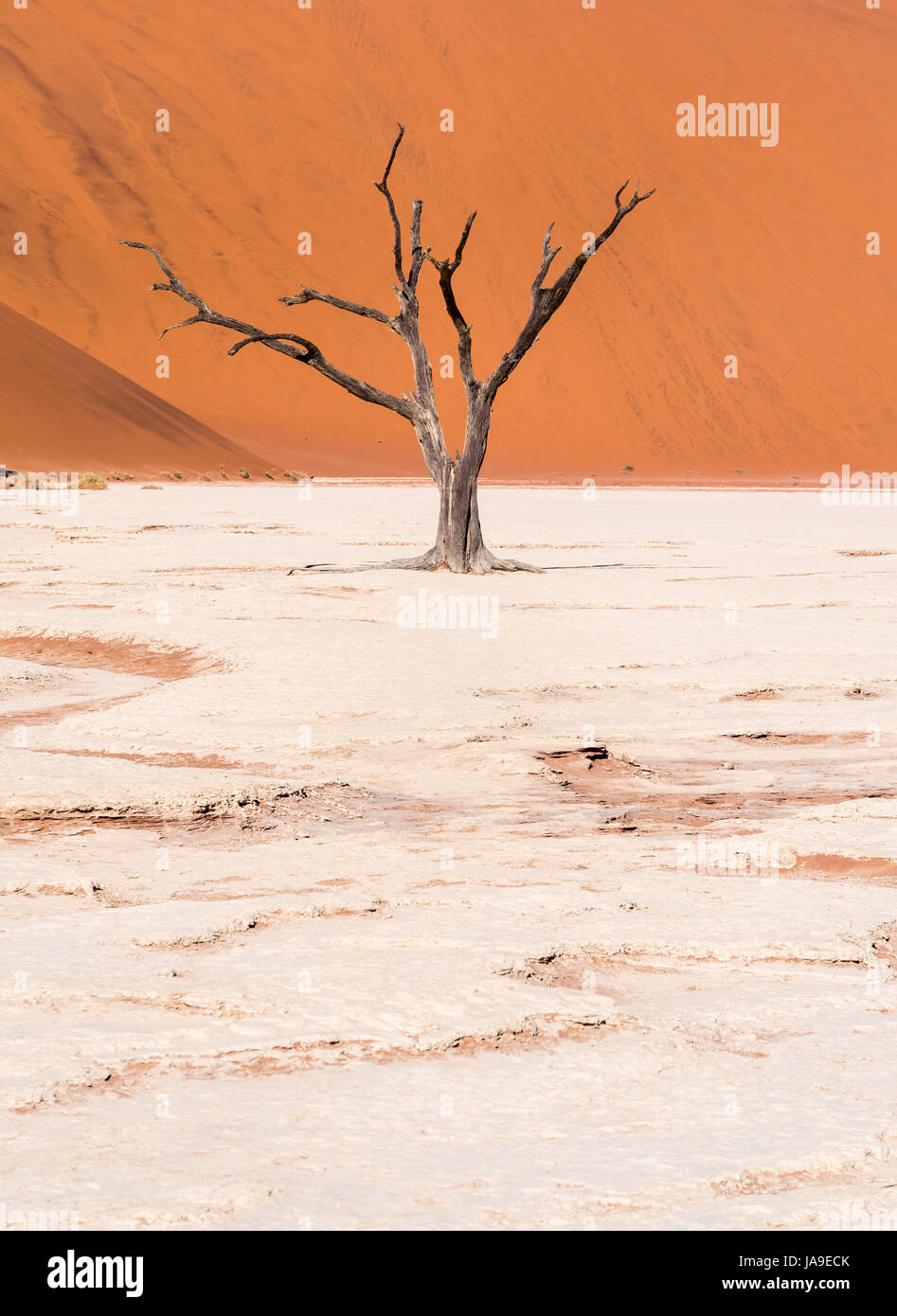 Muertos Camelthorn (Acacia erioloba) Árboles en Dead Vlei, Parque Nacional Namib-Naukluft, Namibia Foto de stock