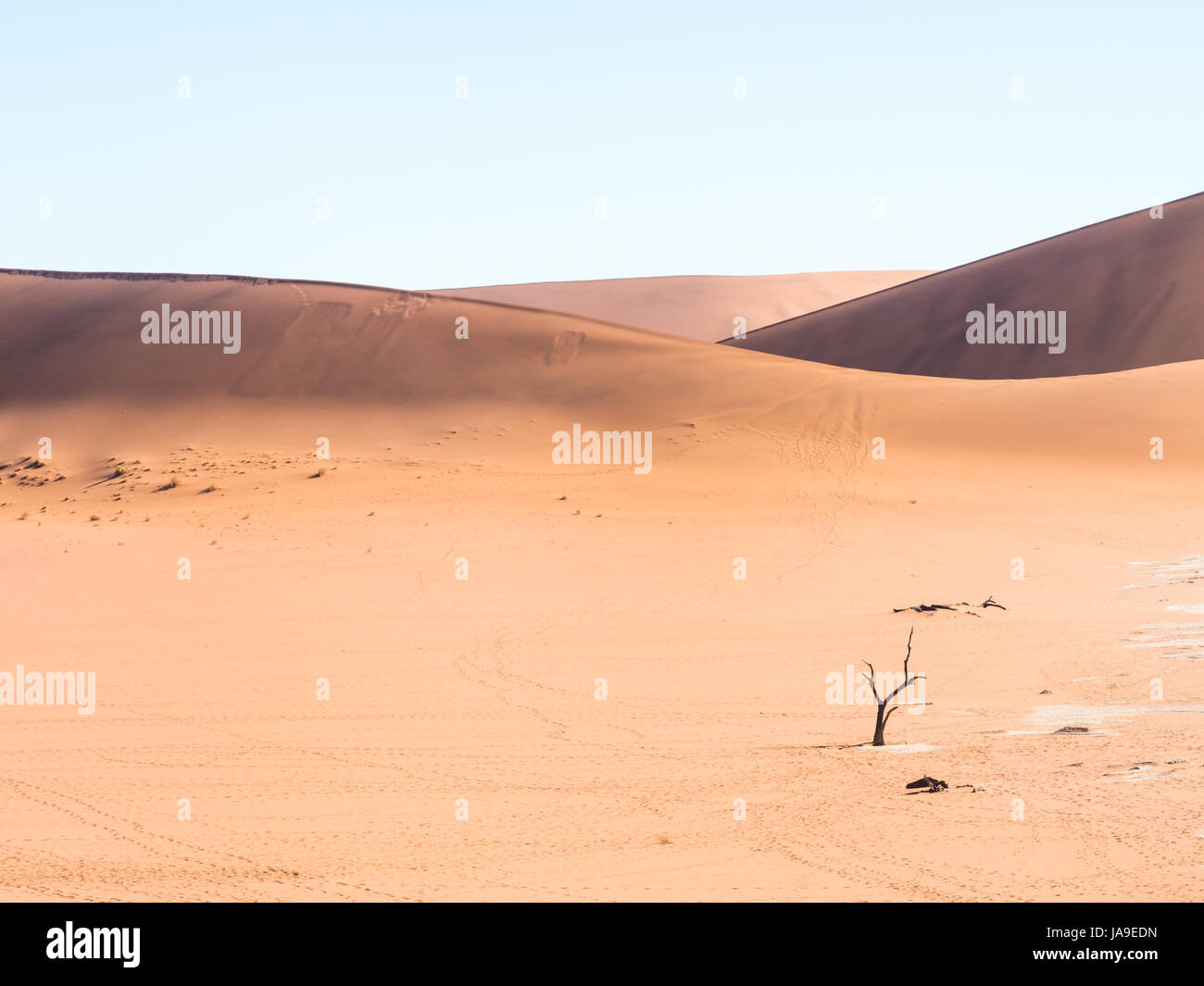 Muertos Camelthorn (Acacia erioloba) Árboles en Dead Vlei, Parque Nacional Namib-Naukluft, Namibia Foto de stock