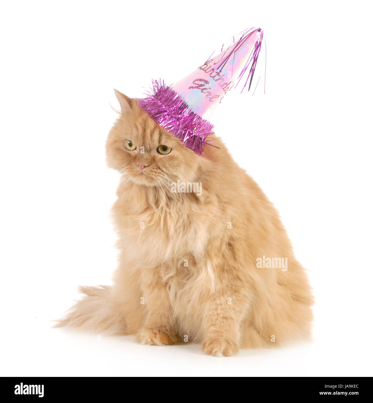 Cumpleaños cat llevar gorro de fiesta aislado sobre fondo blanco Fotografía  de stock - Alamy