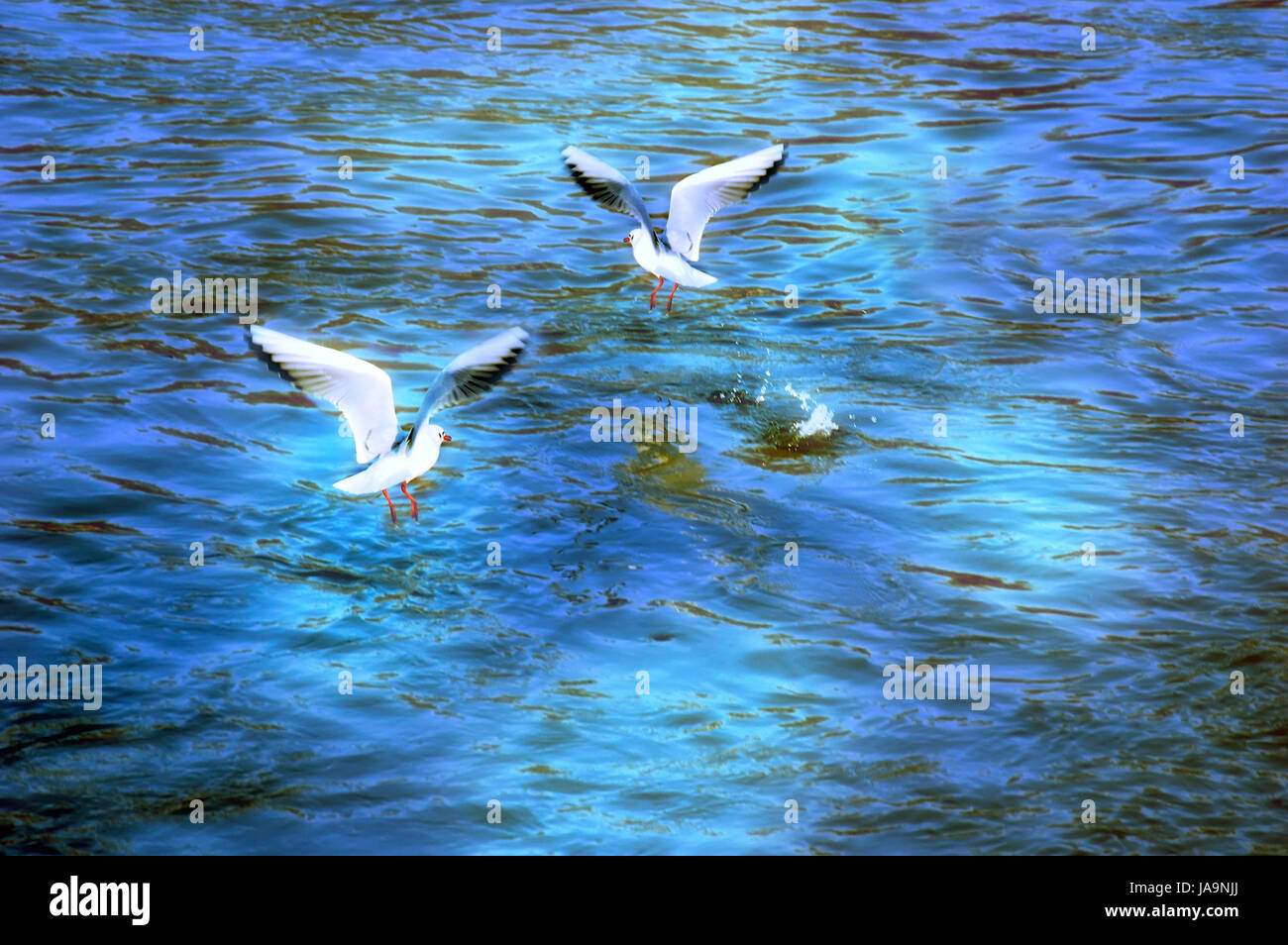 Dos gaviotas pescando en el mar Foto de stock