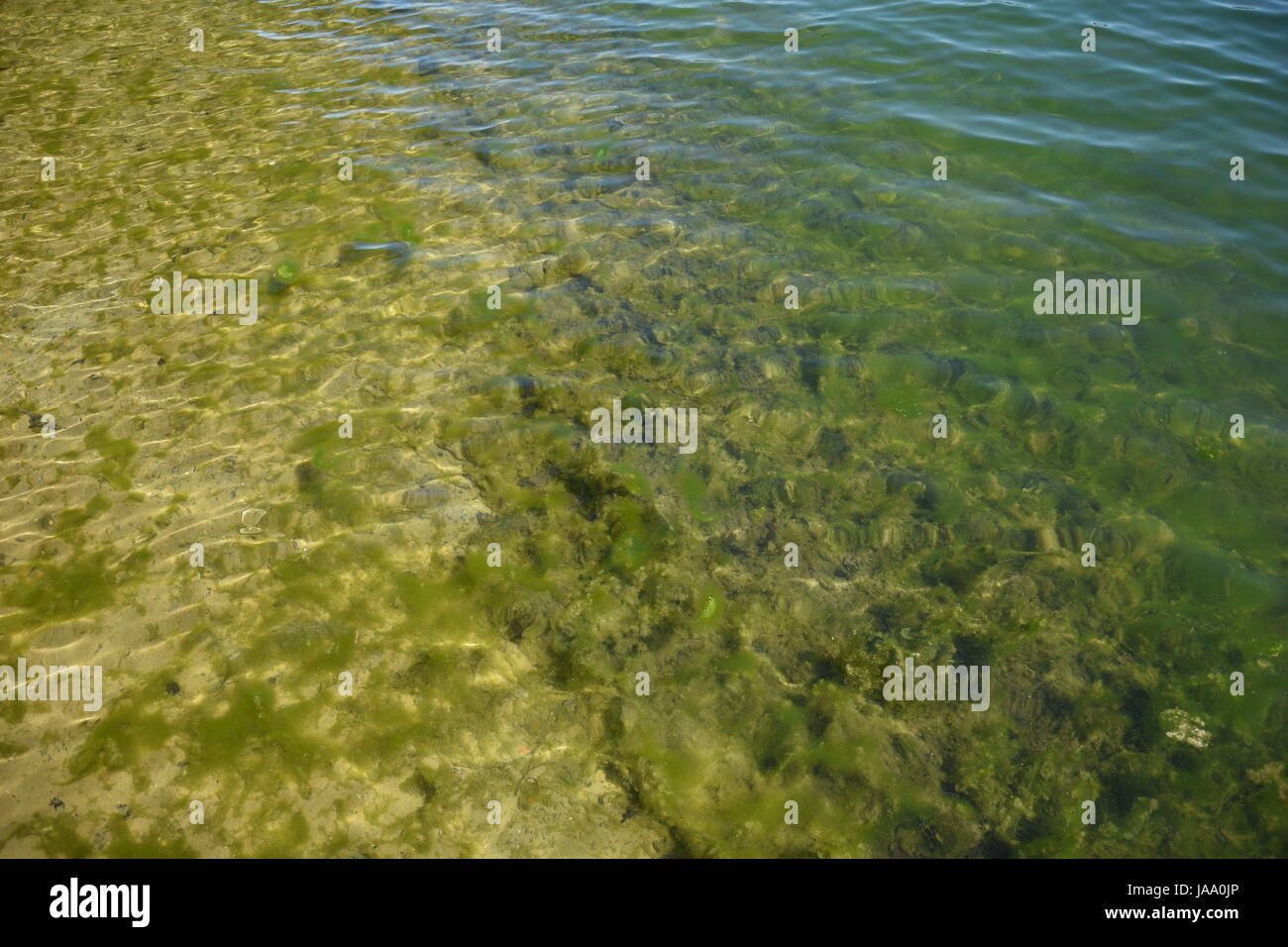 Fondo natural con agua pura en el lago Foto de stock