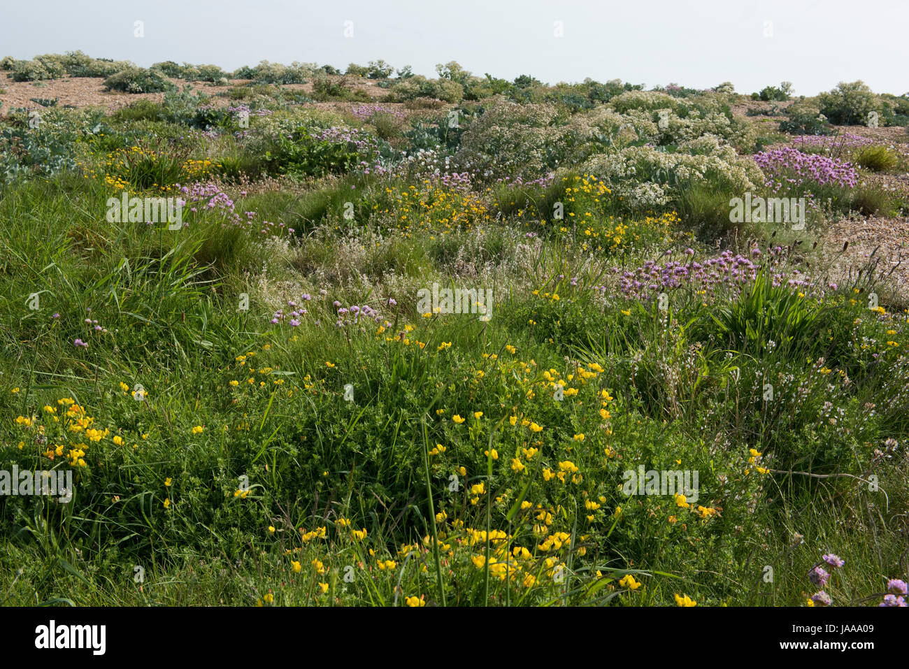 Diversos, plantas en floración en el lado terrestre de Cesil Beach, incluyendo mar thrift, kale y Bird's-pie el trébol a principios de verano, Dorset, Mayo Foto de stock