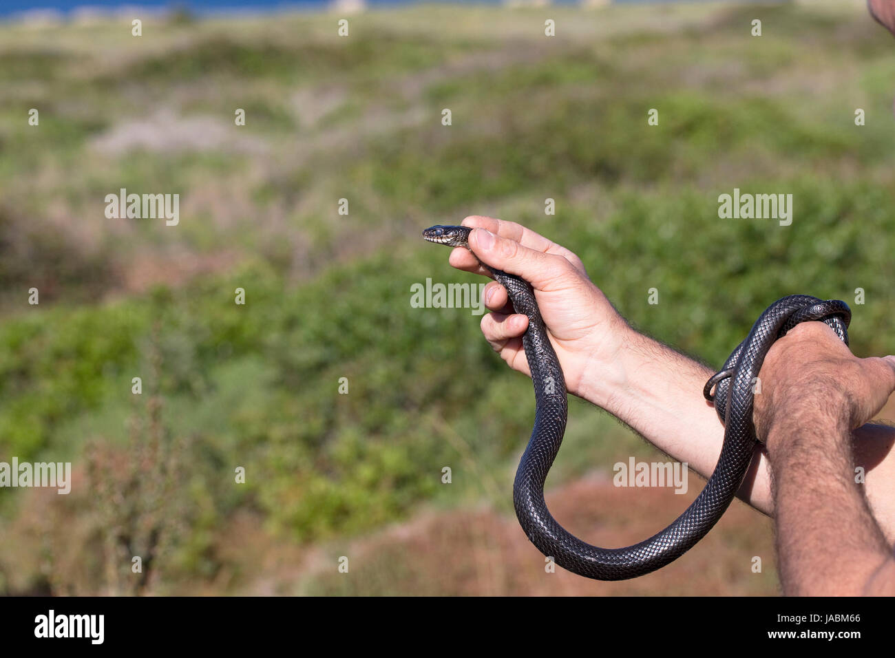 Western látigo serpientes serpientes (Hierophis viridiflavus) Foto de stock