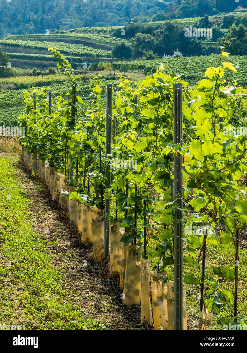 La viña de un viticultor en Baja Austria, Der Weingarten eines Winzers en Niederösterreich Foto de stock
