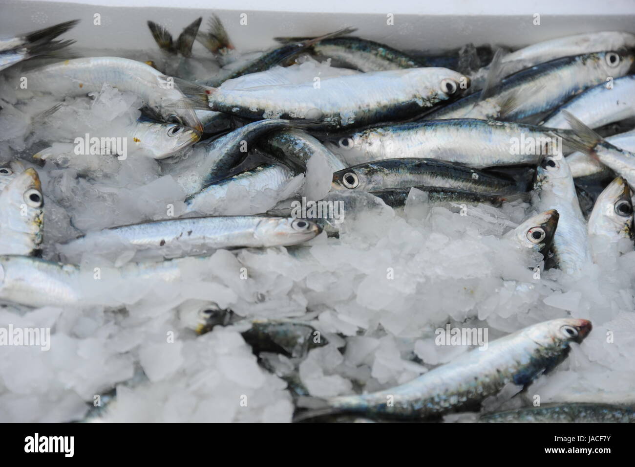 España - pescado fresco Foto de stock