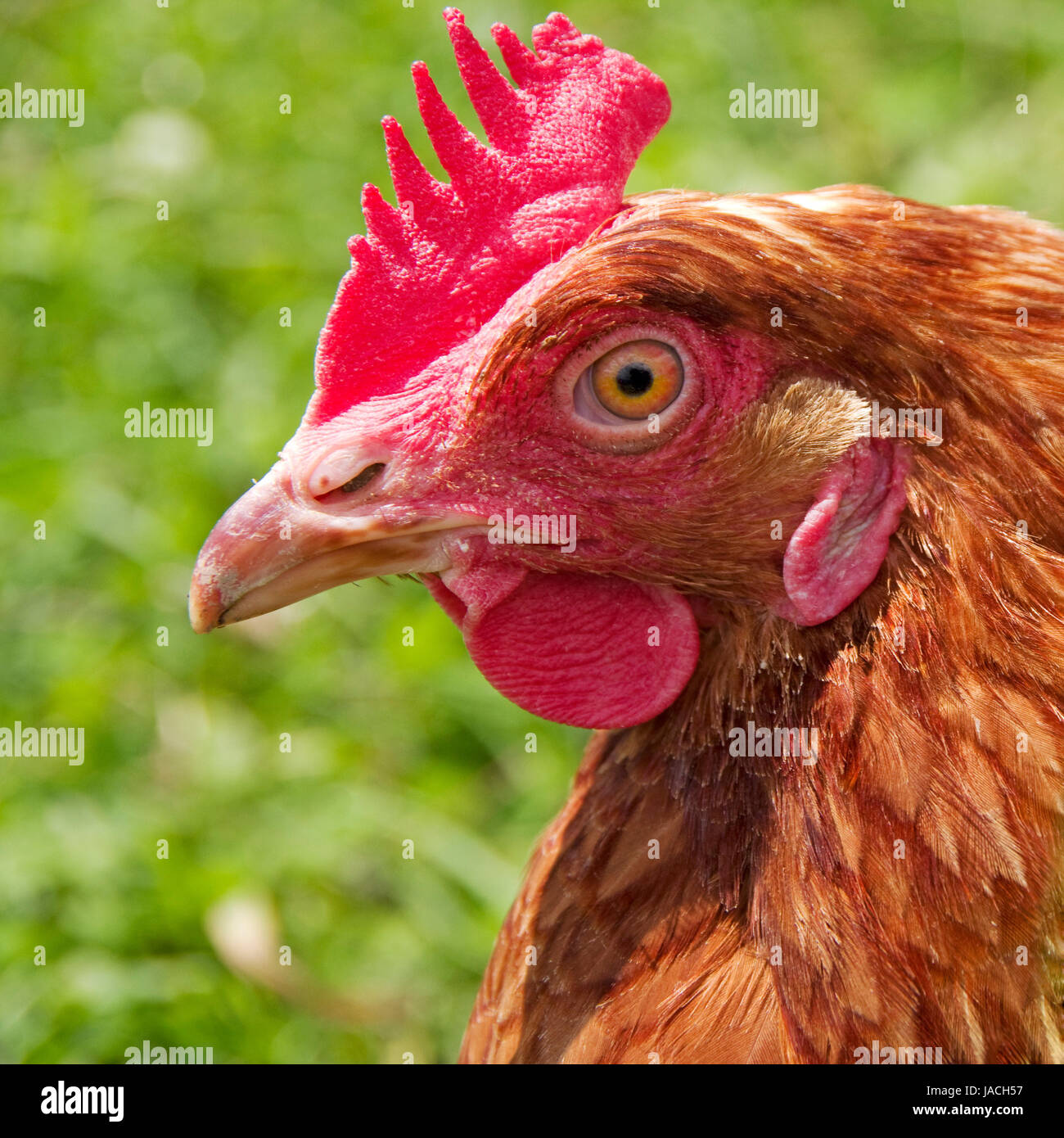 Las gallinas que viven en una granja orgánica en una pradera Foto de stock
