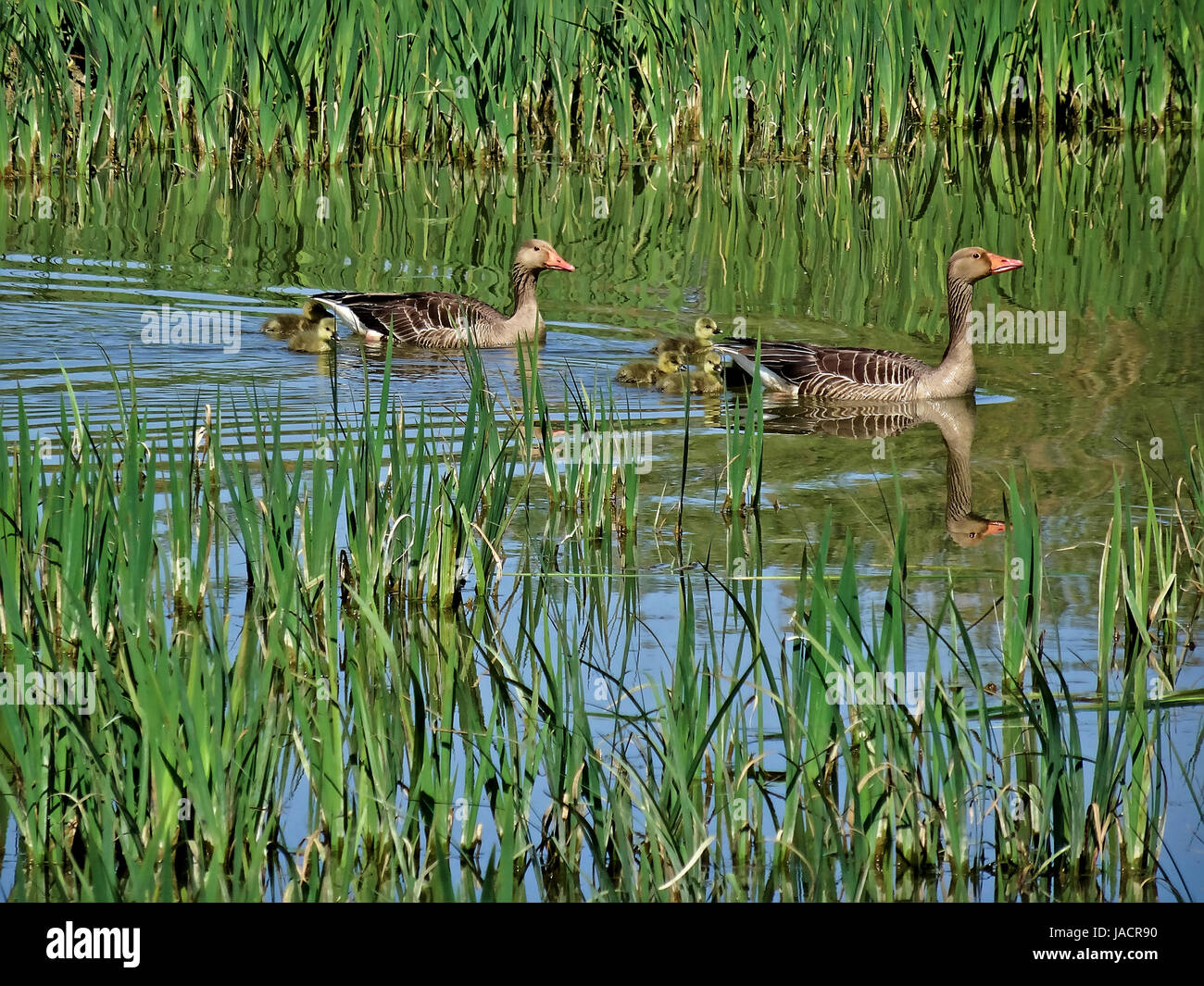 La fauna de Salburua, cerca de Vitoria/Gasteiz, País Vasco, España. Una familia de patos cruza un lago en una imagen muy bucólica. Foto de stock