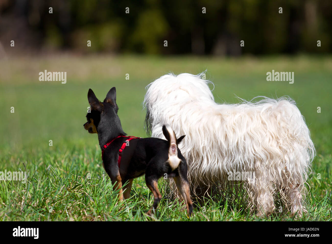 Zwei kleine Hunde beobachten ihre Umgebung sehr, Ein Rehpinscher Aufmerksam und ein Havaneser mit dem Rücken zur Kamera. Foto de stock