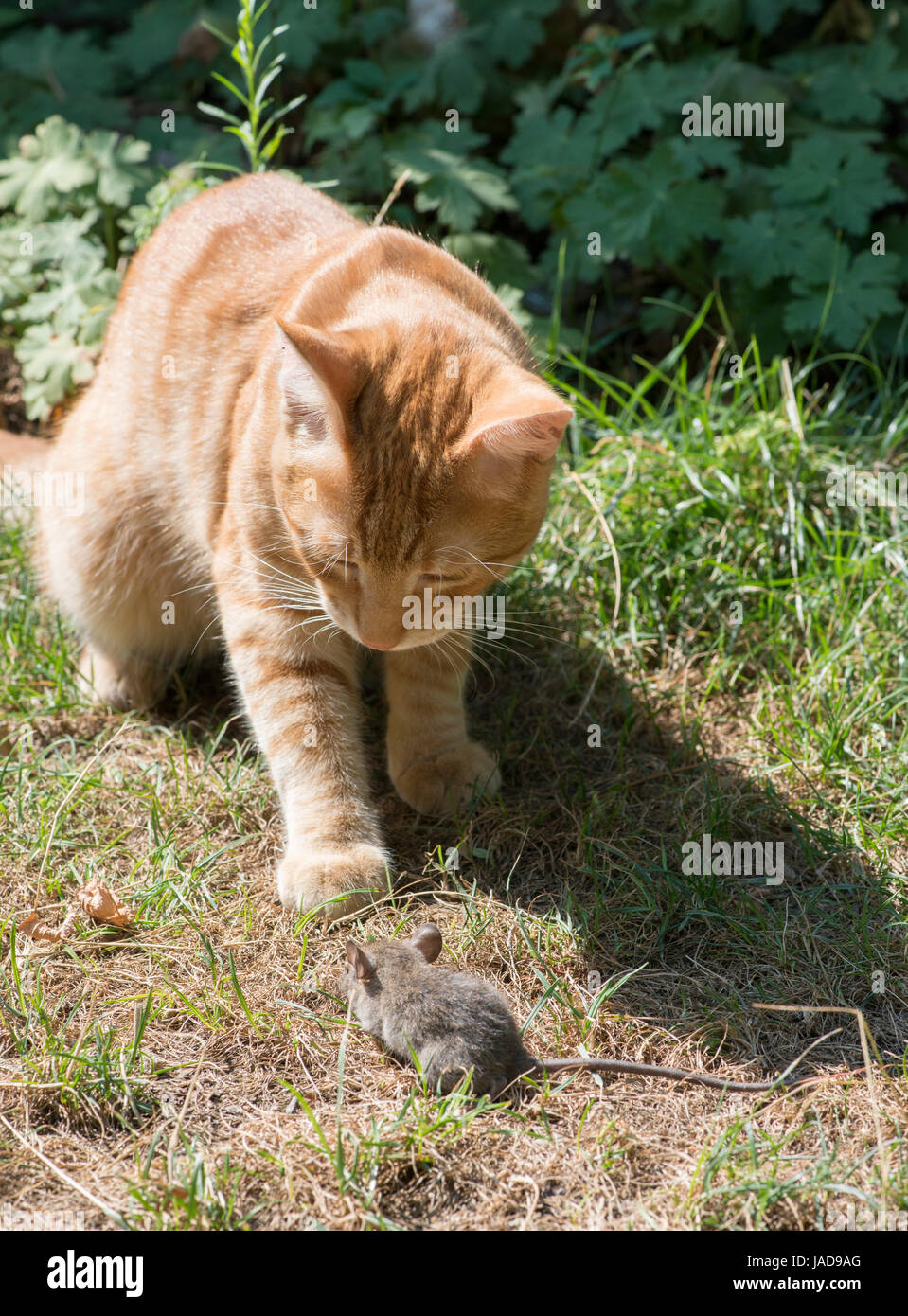 El gato y el ratón en el jardín. Cat captura de ratón Foto de stock