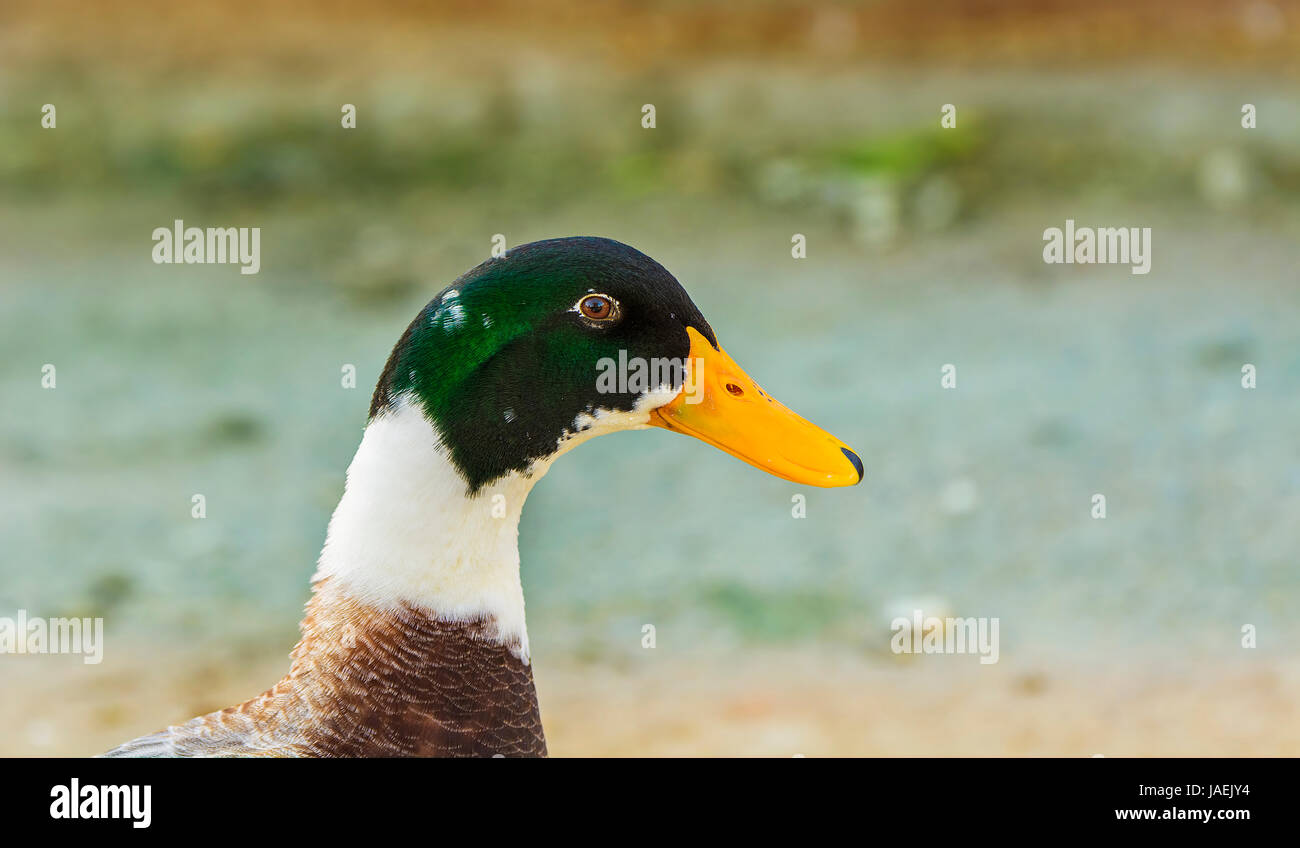 El ánade real o pato silvestre (Anas platyrhynchos) es un pato meterse