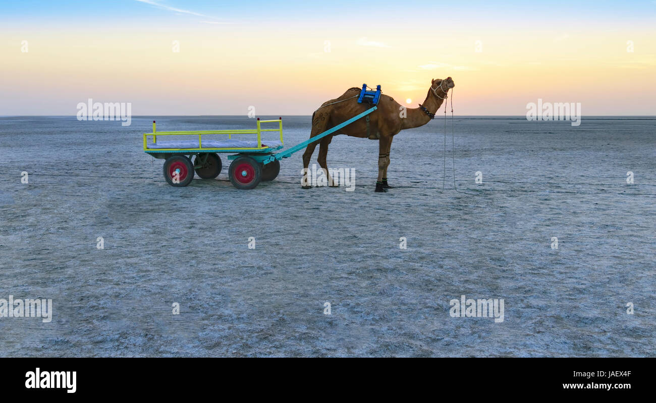 Hermoso atardecer paseo en camello vista en gran Rann de Kutch, Salado paisajes, Gujarat, India Foto de stock