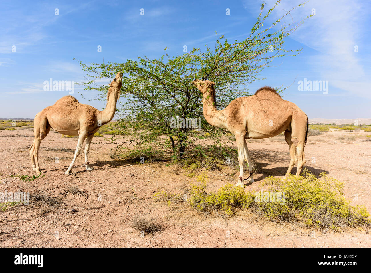 Los camellos comiendo hojas de Acacia en el bosque cerca de Ras Al hadd y Ras Al Jinz, Sultanato de Omán Foto de stock