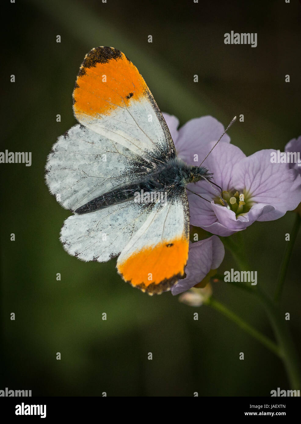 Punta anaranjada mariposa macho alimentándose de flor de cuco con los céspedes detrás Foto de stock