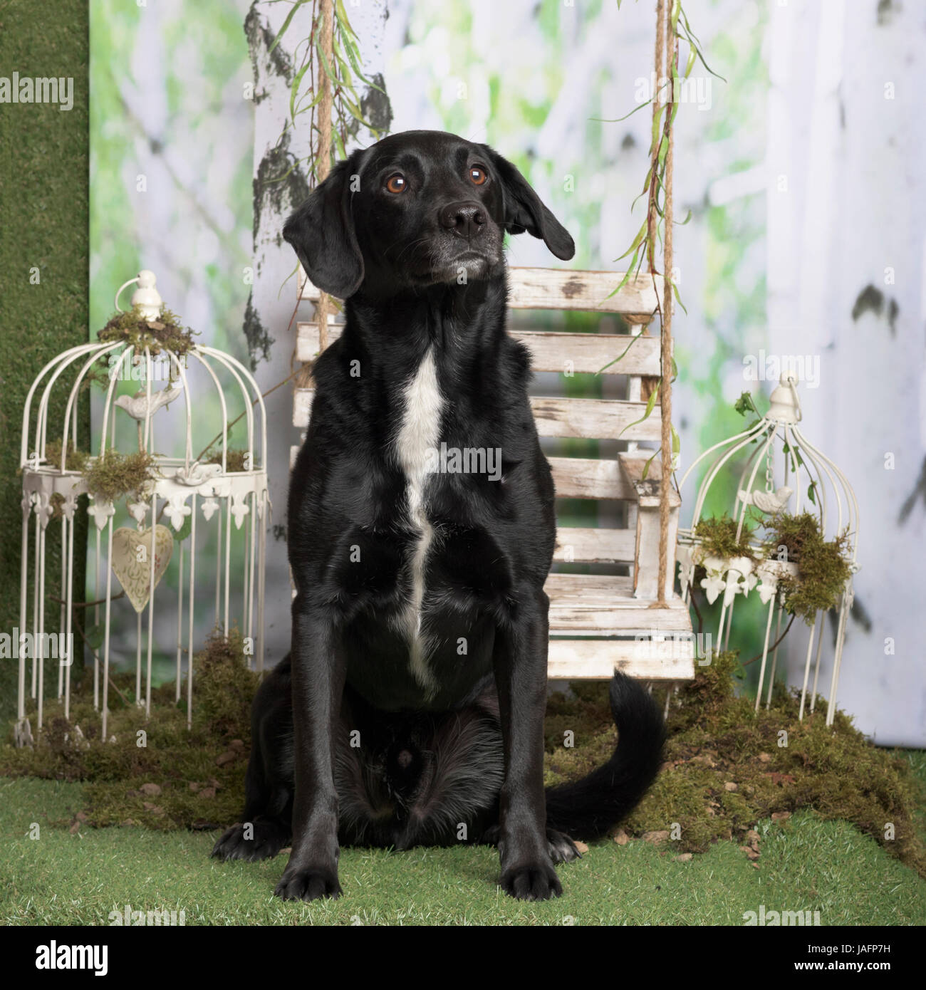 Cruz Negra-raza de perro sentado, pastoral en la decoración Foto de stock