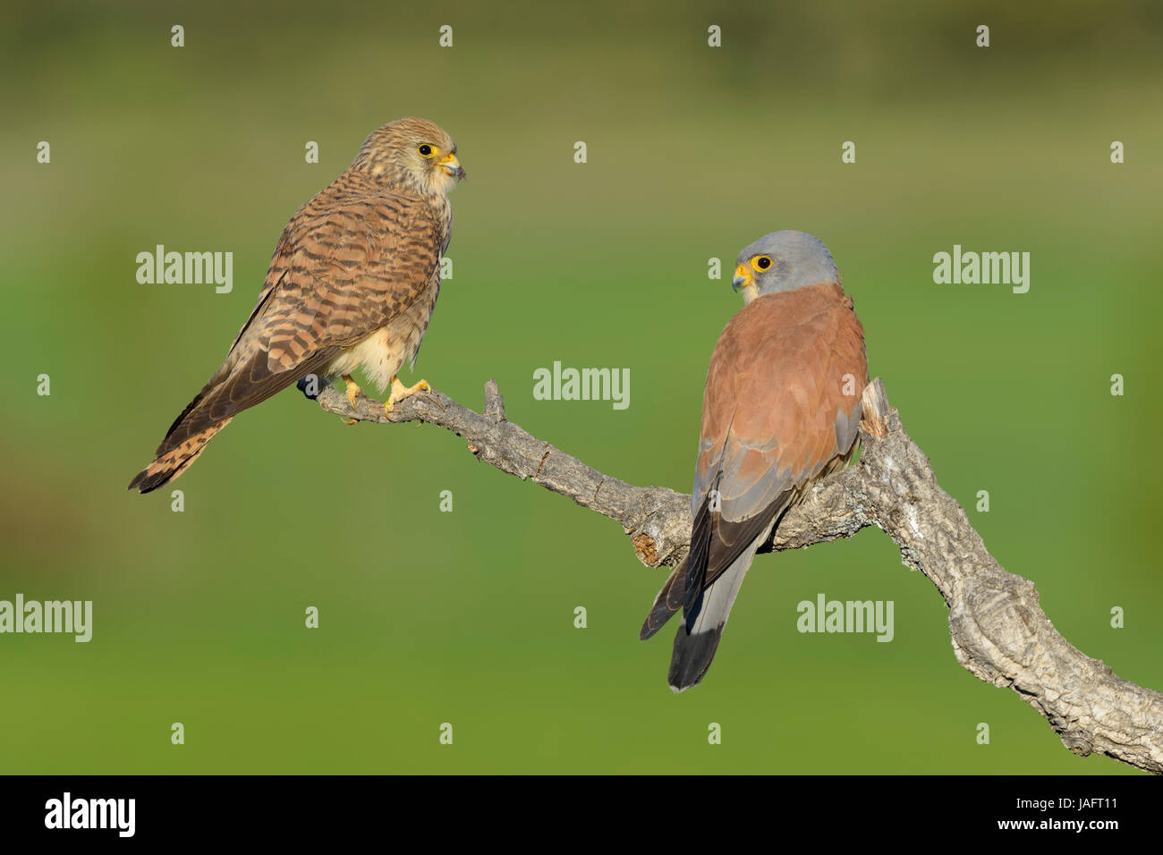 Menor cernícalos (Falco naumanni), las parejas reproductoras en rama, Extremadura, España Foto de stock