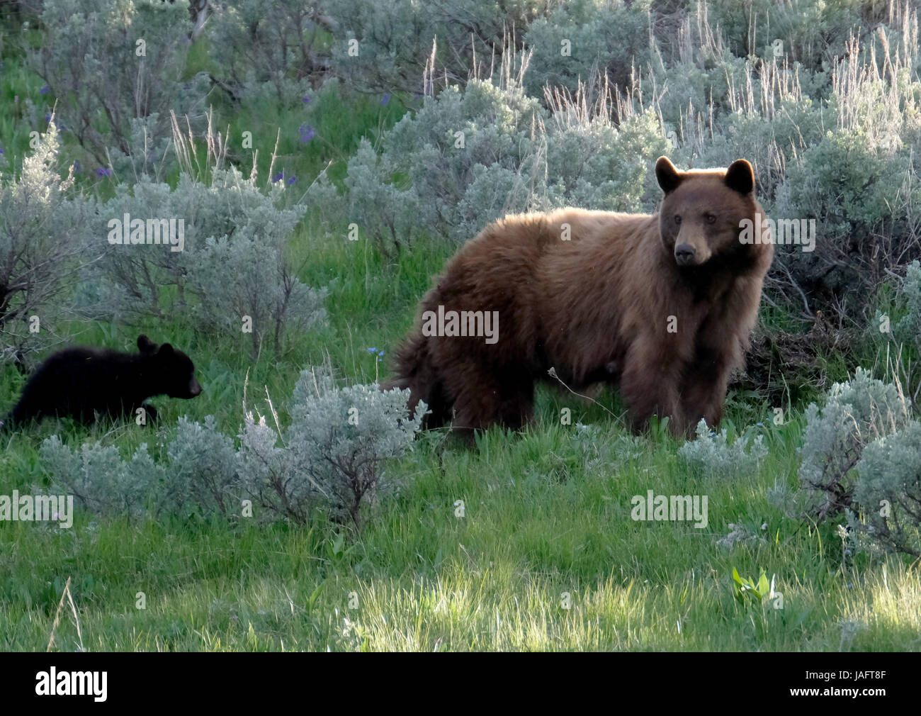 Cerda de la hembra del oso negro americano (Ursus americanus) con los cachorros en el Parque Nacional de Yellowstone, Wyoming, EE.UU. Foto de stock
