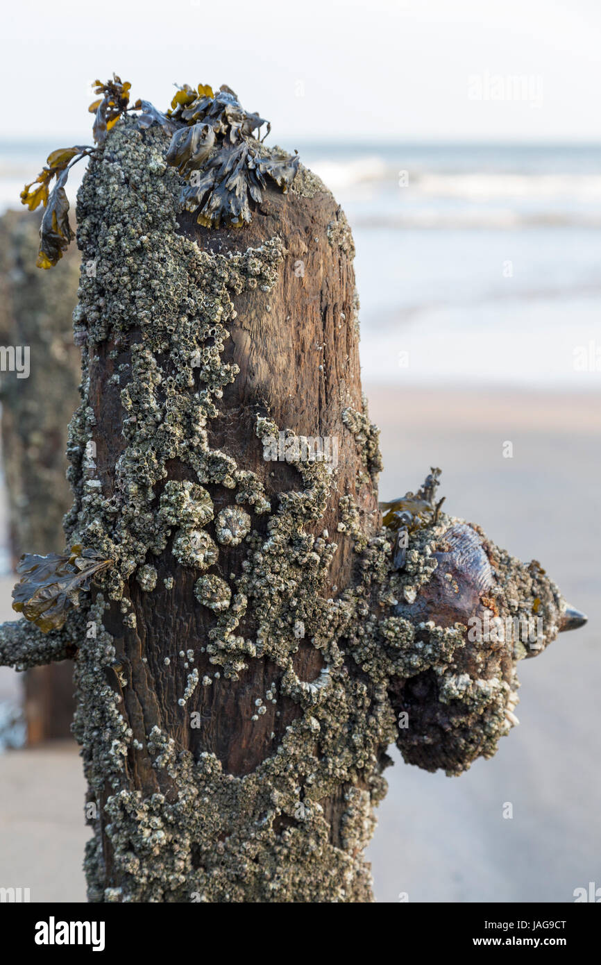 Groynes en la playa de Sandsend en la costa de North Yorkshire Inglaterra Foto de stock