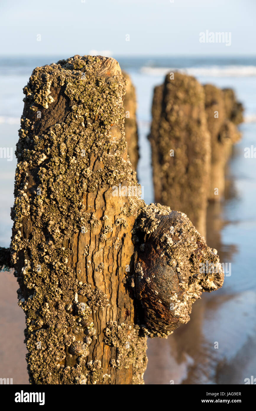Groynes en la playa de Sandsend en la costa de North Yorkshire Inglaterra Foto de stock