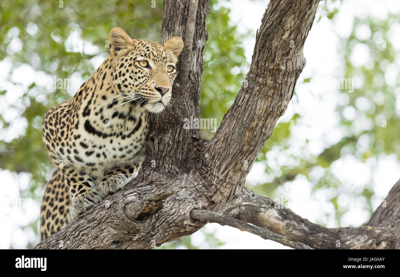 Macho joven leopardo africano en un árbol en el Delta del Okavango Botswana Foto de stock