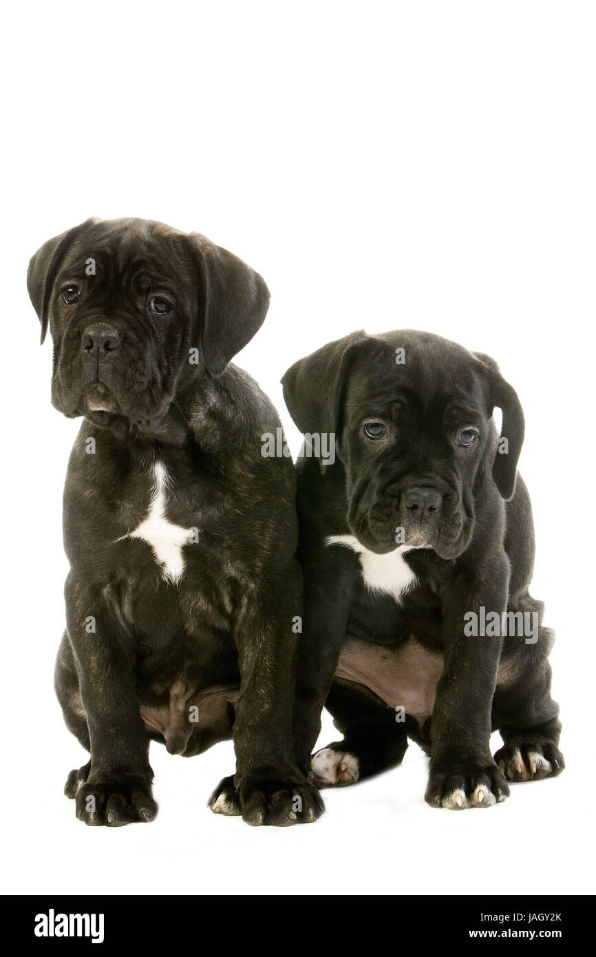 Cane Corso,perro,en italiano,cachorro,fondo blanco Fotografía de stock -  Alamy