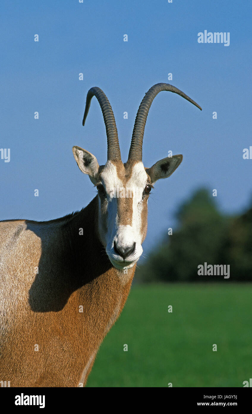 El antílope sable,Oryx dammah,retrato,poco hombre,amable,caza libre-suelo,extintos, Foto de stock