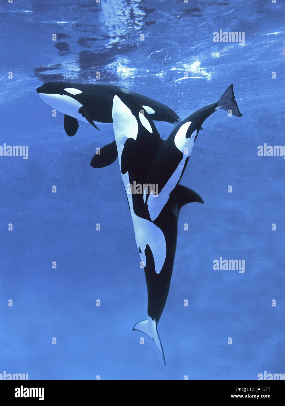 Gran ballena asesina, Orcinus orca, Orca, Orca o Ballena de asesino,madre,animal pantorrilla Foto de stock