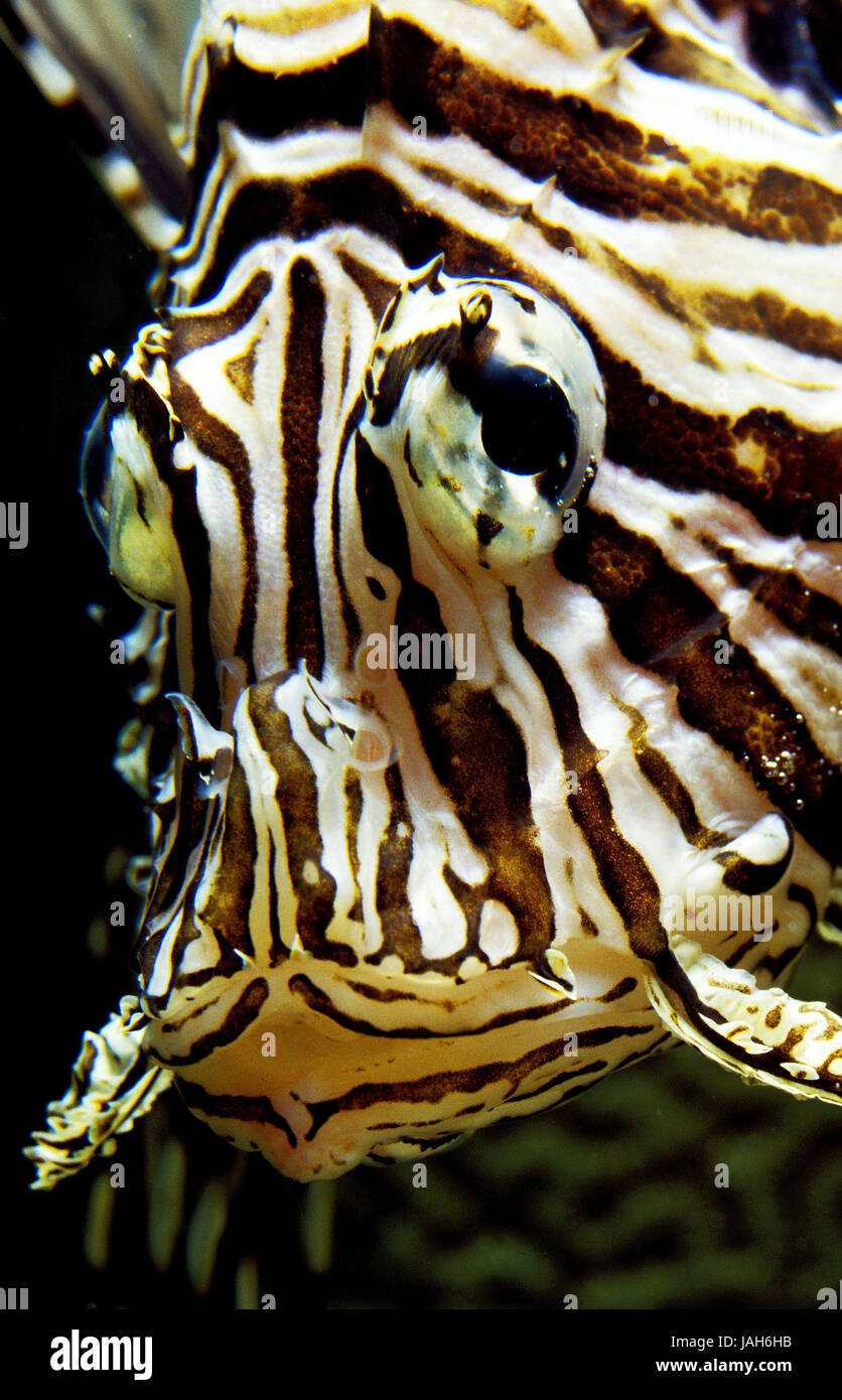 Rojo fuego del Pacífico pescado,Pterois volitans,tóxicos,animal adulto, Foto de stock