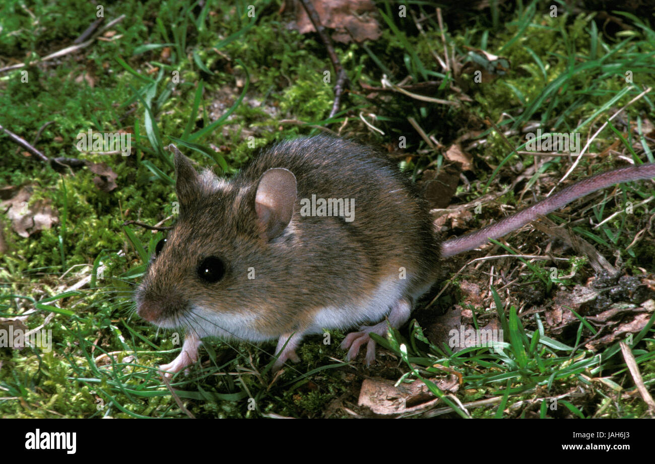Larga cola de ratón, el ratón de bosque,apodous mush sylvaticus,animal adulto, Foto de stock