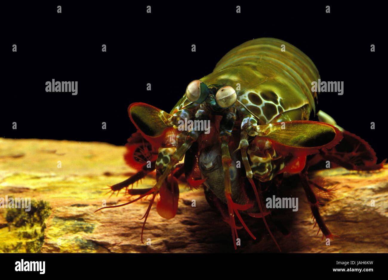 Captura-payaso fright cáncer o captura de color susto,Odontodactylus scyllarus cáncer,animal adulto,comer,pescado, Foto de stock
