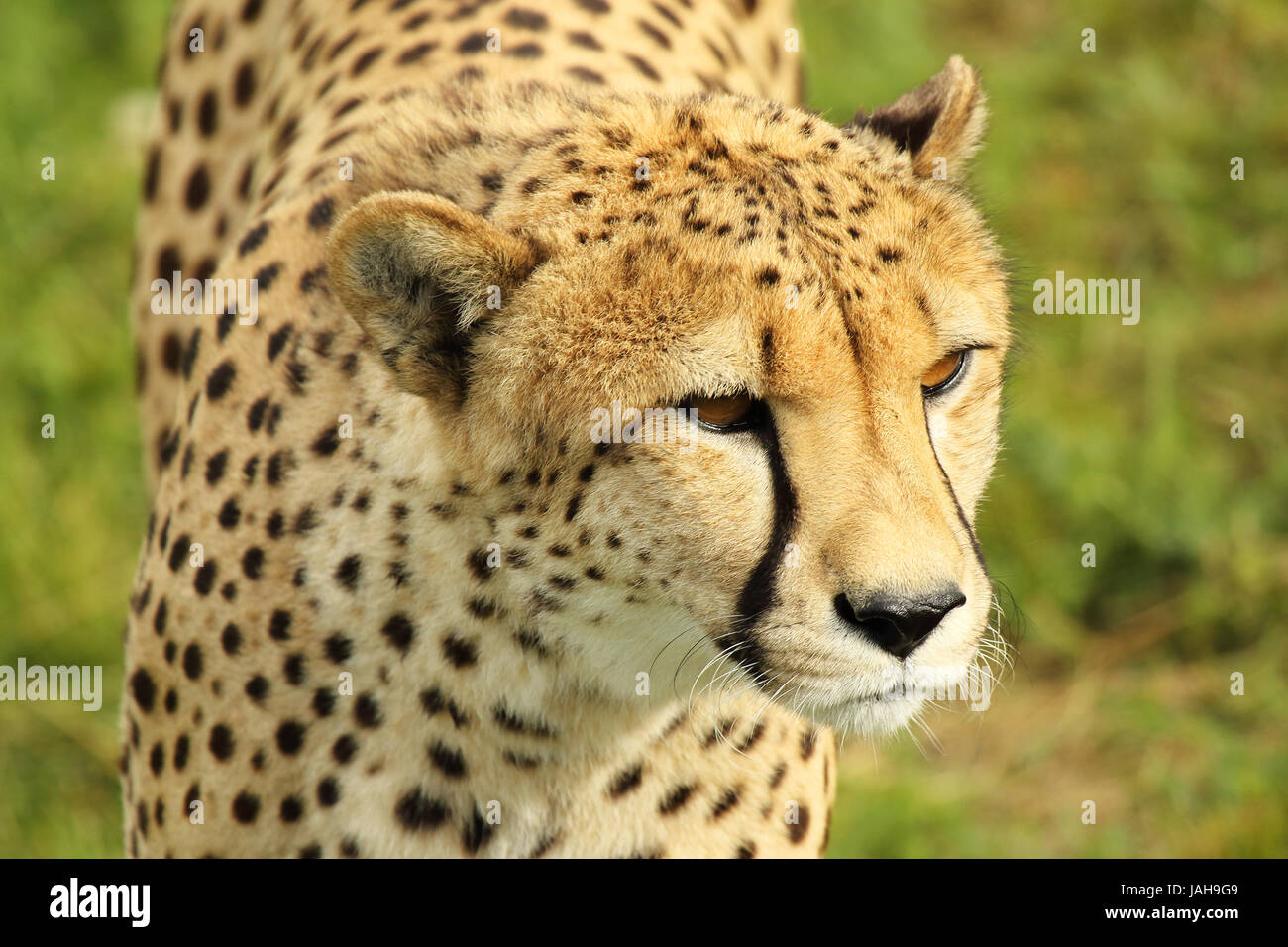 Un retrato de un guepardo dando una mirada pugilistic. Foto de stock