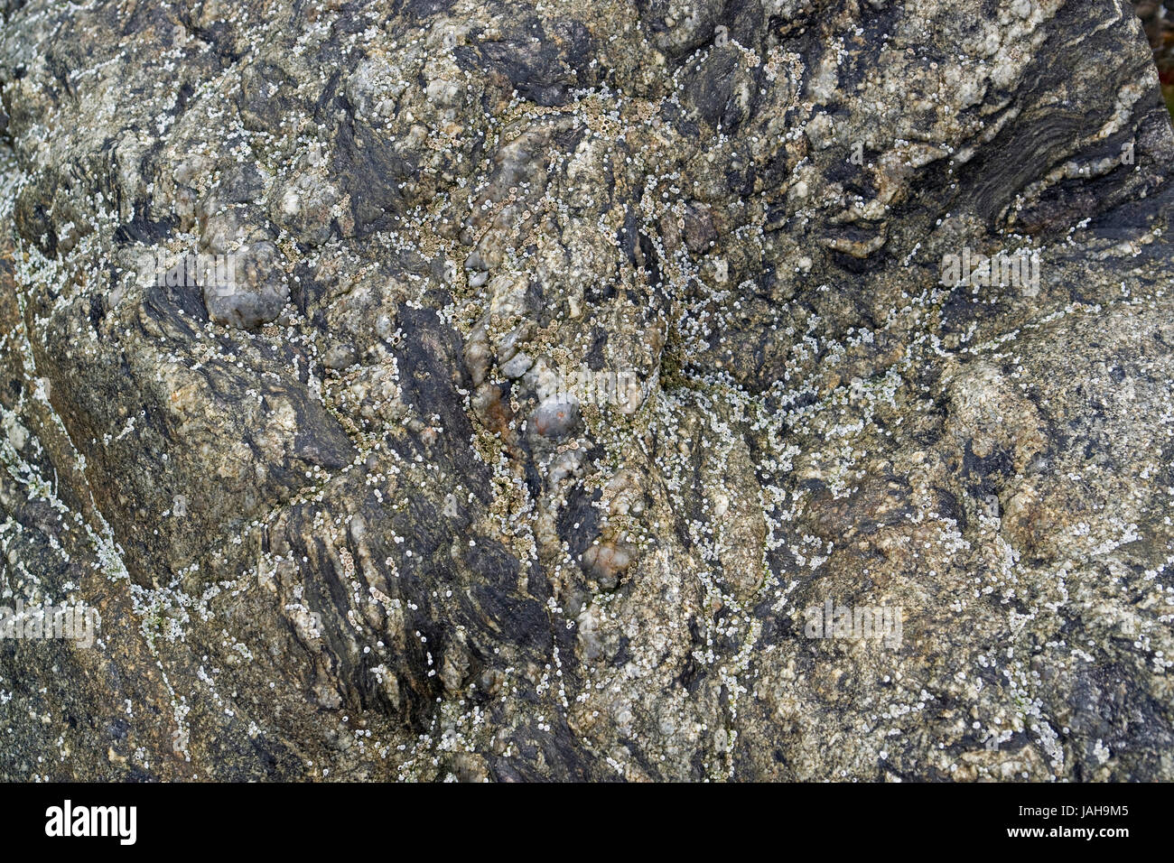 Detalle de un fotograma completo formación rocosa costera con mucha Sessilia en Bretaña, Francia Foto de stock