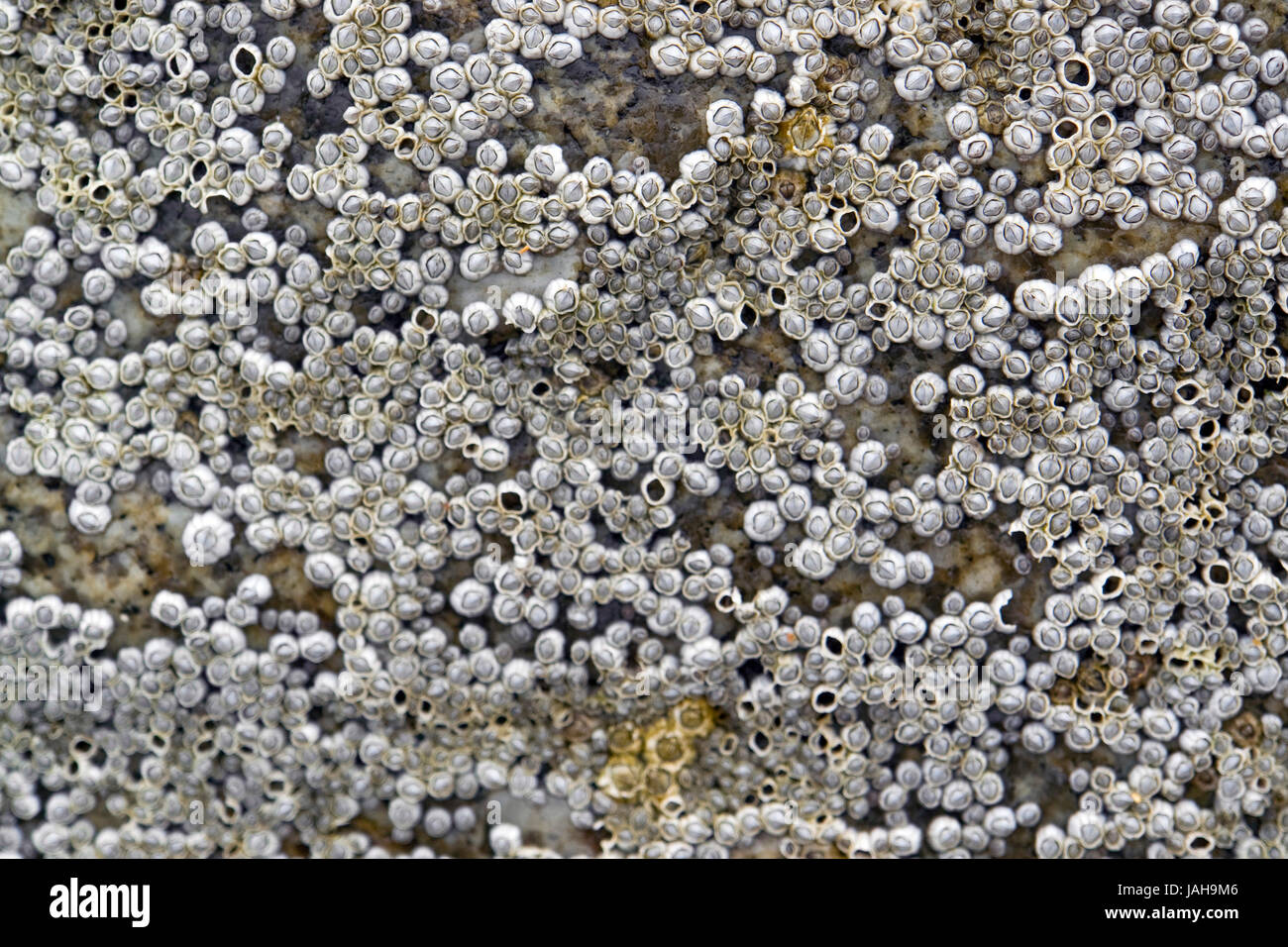 Detalle de un fotograma completo formación rocosa costera con mucha Sessilia en Bretaña, Francia Foto de stock