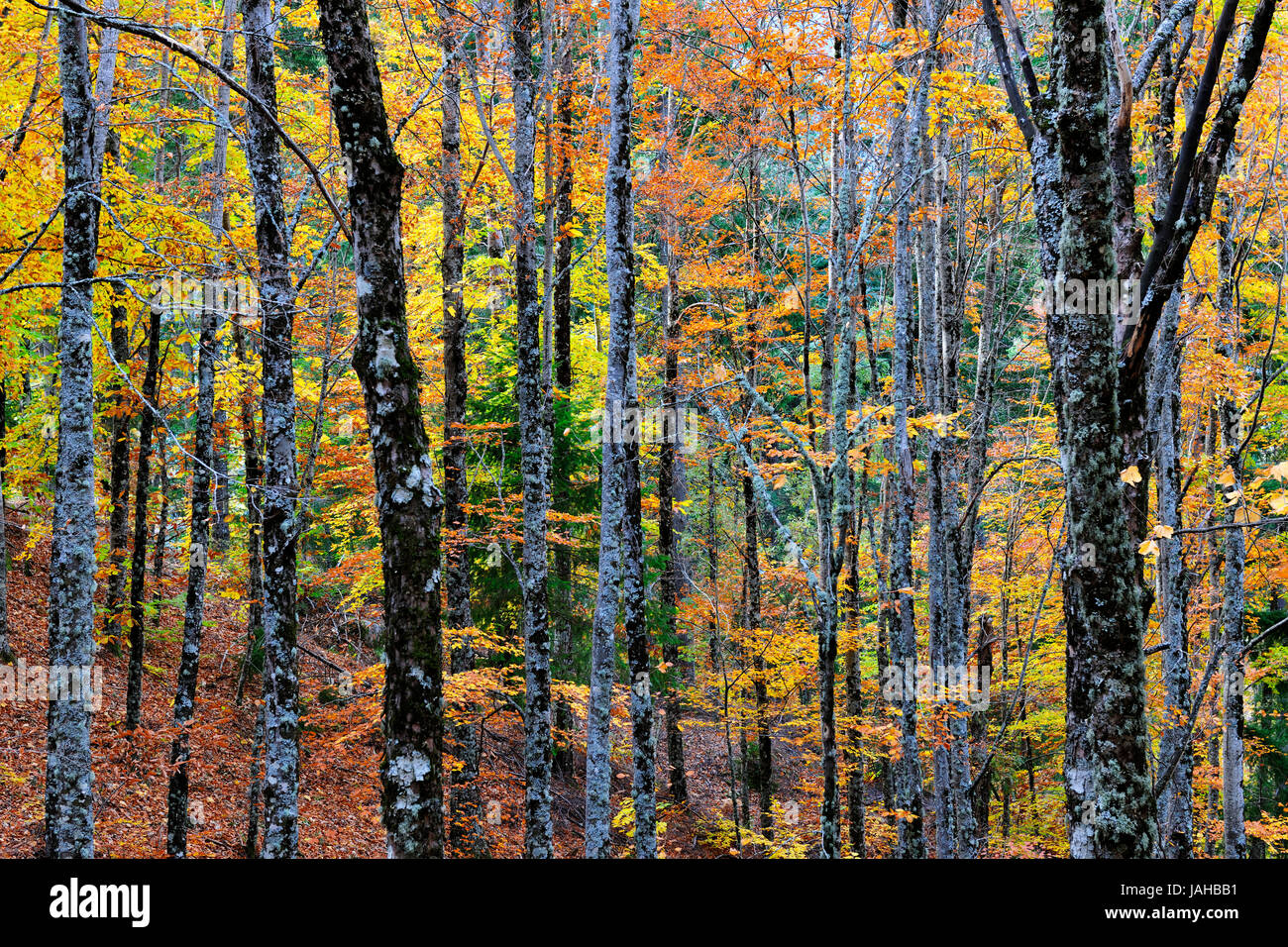 Hayedos en otoño. El Parque Natural de Serra da Estrela, Portugal Foto de stock