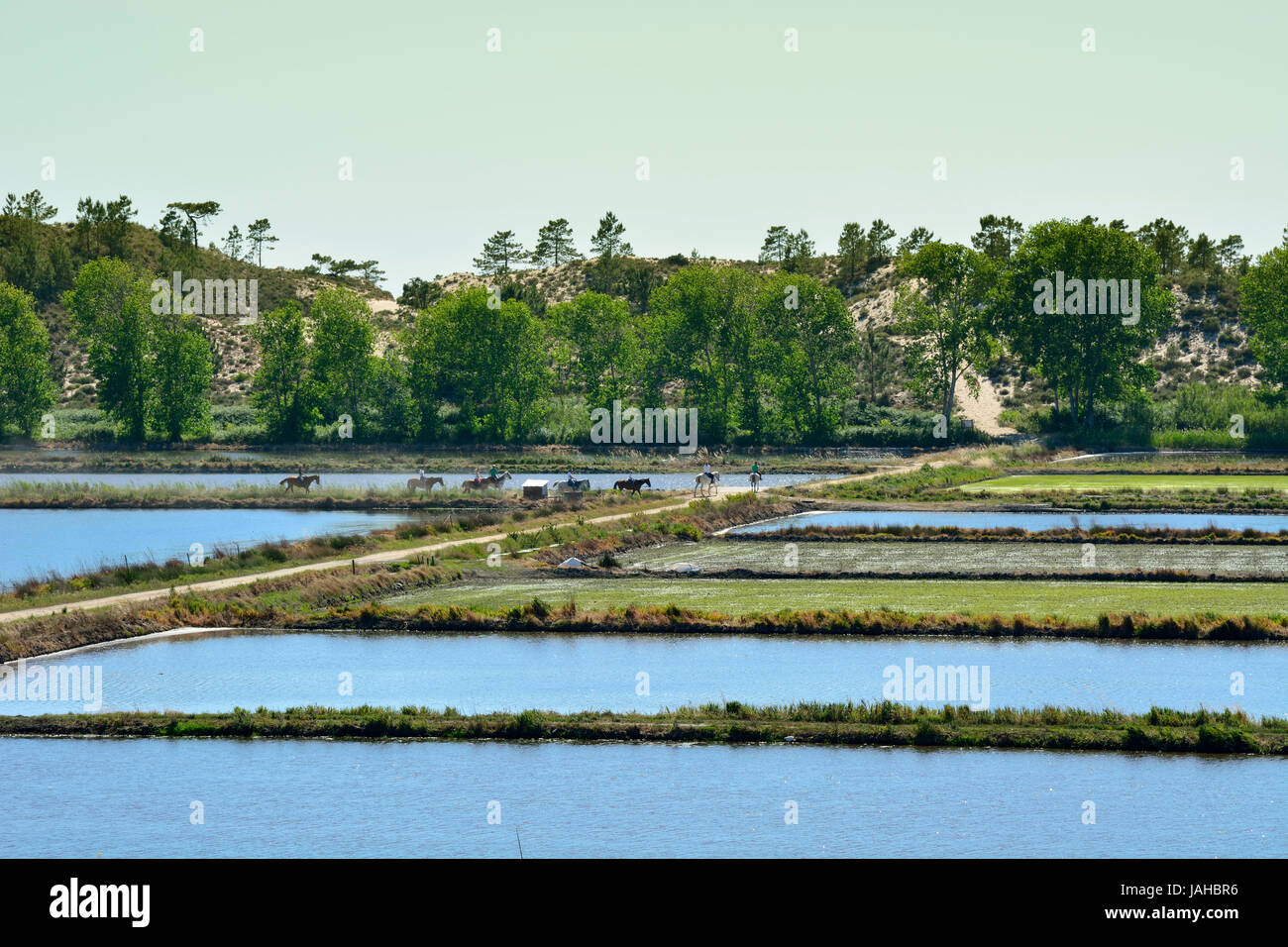 Los campos de arroz en comporta, Alentejo, Portugal Foto de stock