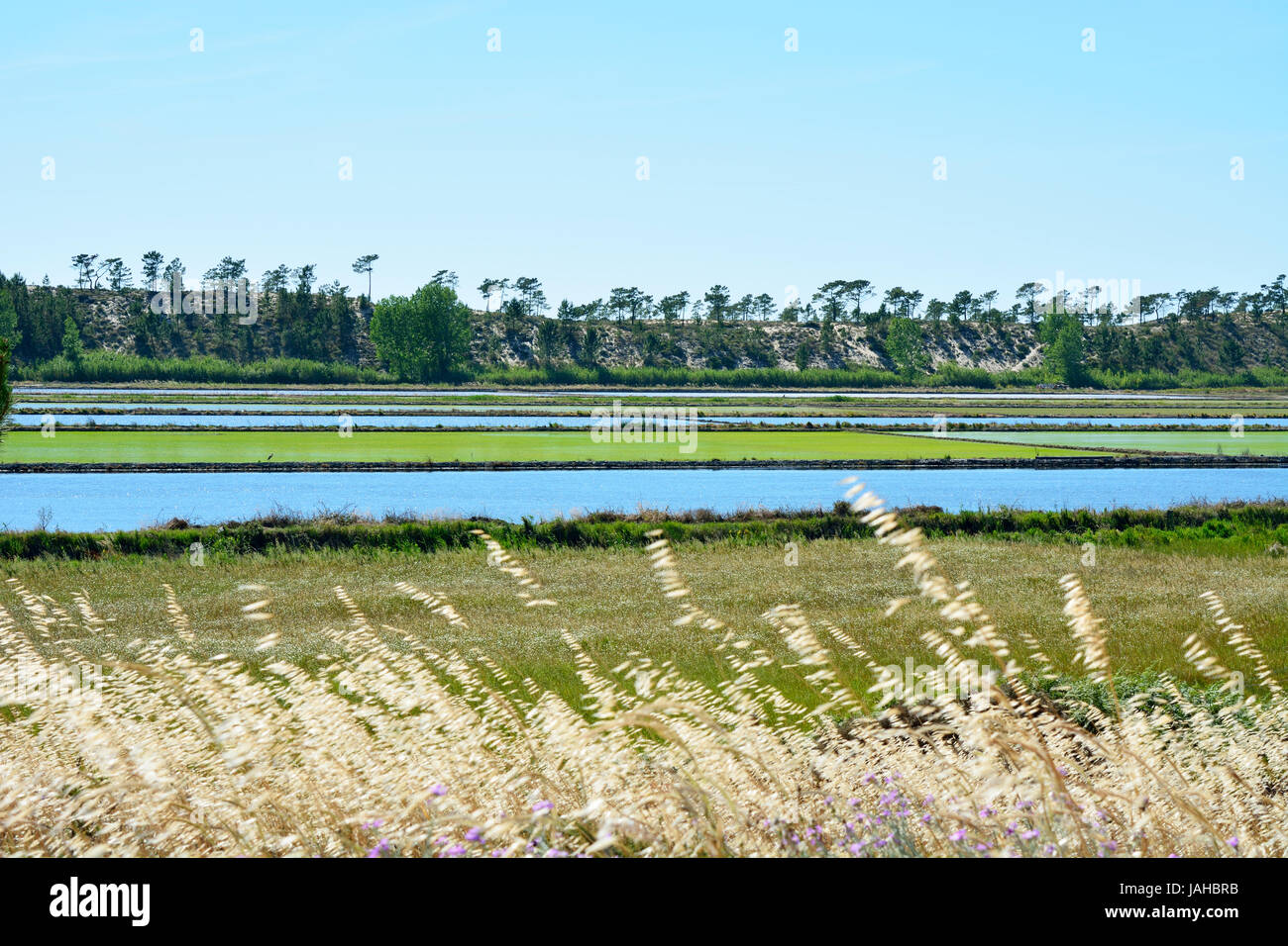 Los campos de arroz en comporta, Alentejo, Portugal Foto de stock