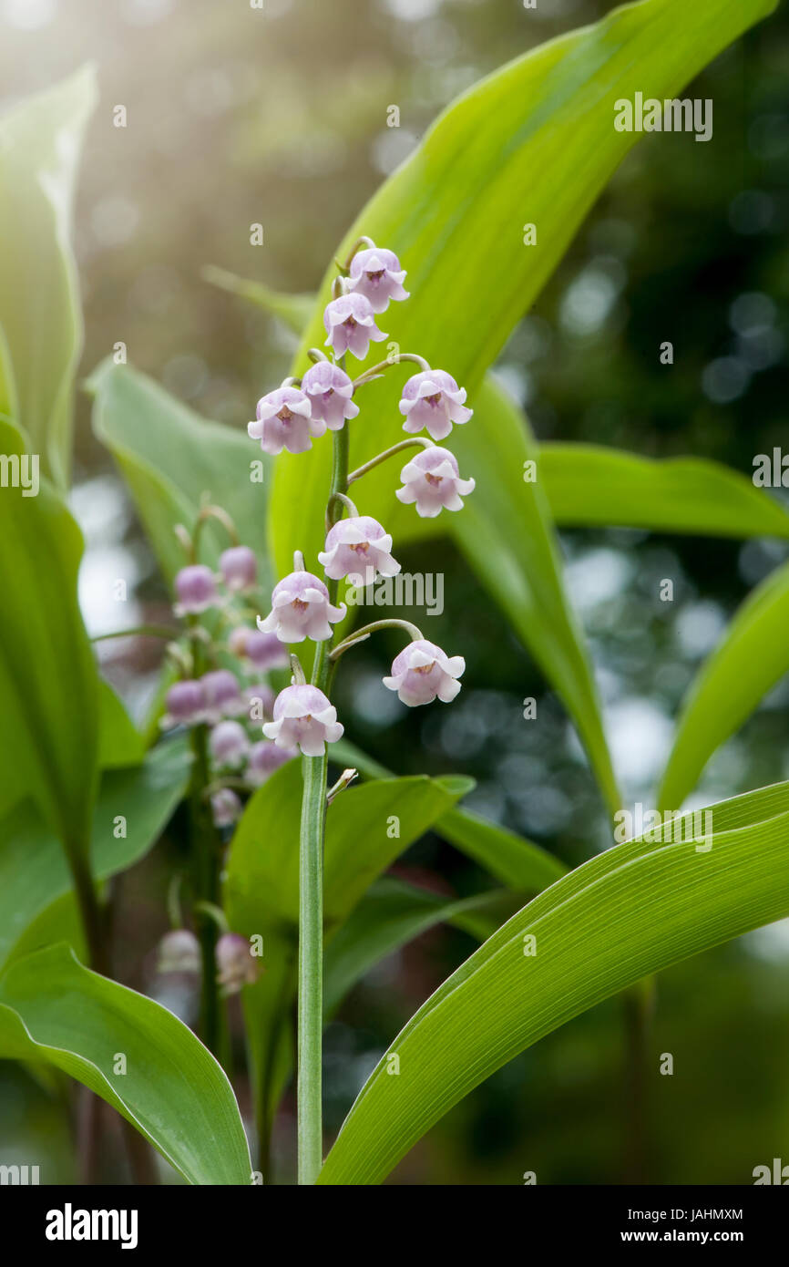 Flores olorosas fotografías e imágenes de alta resolución - Alamy