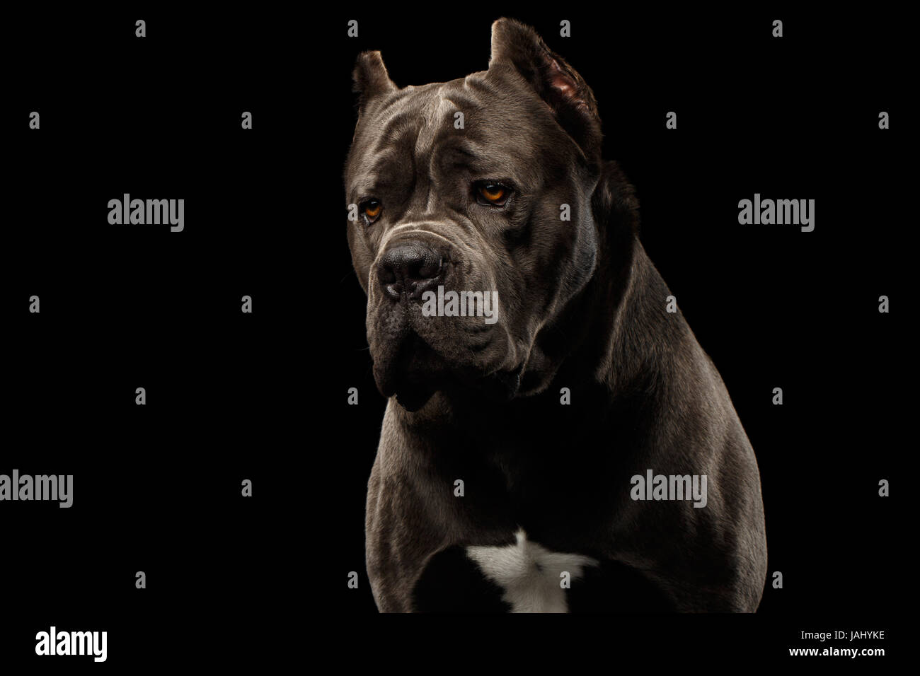 Retrato de triste caña marrón perro corso, Foto de estudio aislado sobre fondo negro Foto de stock