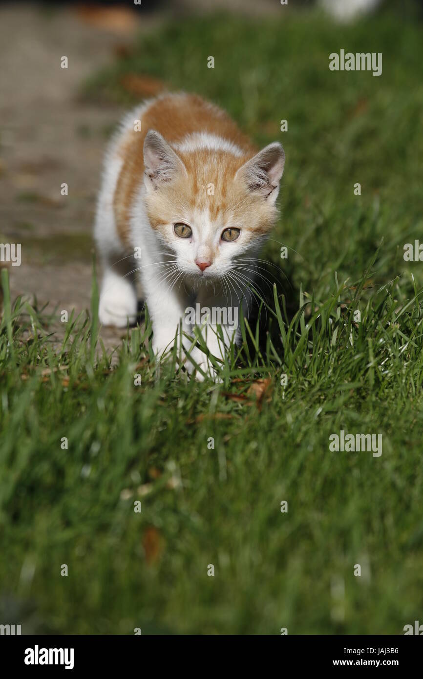 Rot-weißes Katzenbaby Foto de stock