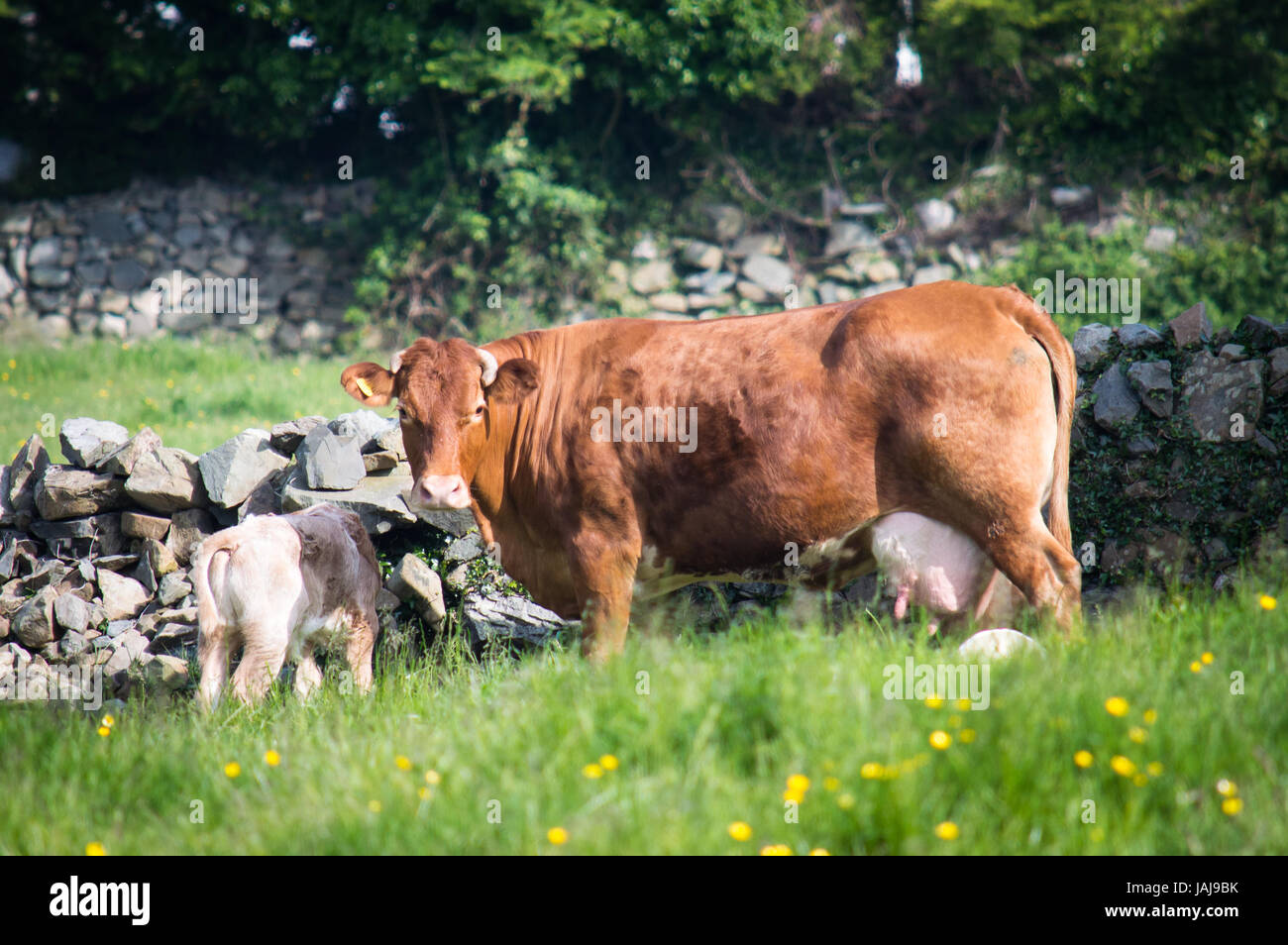 En busca de vaca con ternero protectora Foto de stock