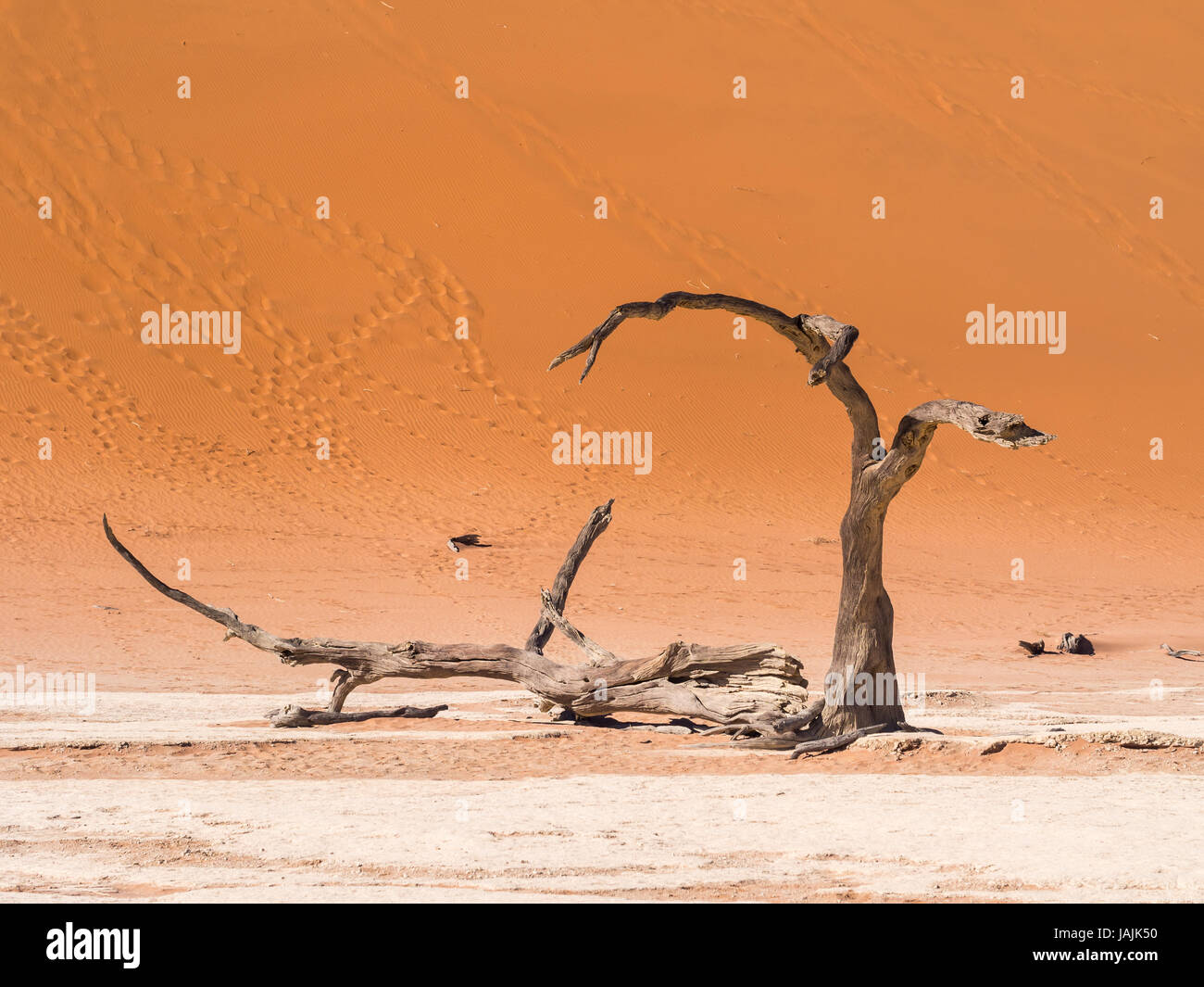 Muertos Camelthorn (Acacia erioloba) Árboles en Dead Vlei, Parque Nacional Namib-Naukluft, Namibia Foto de stock