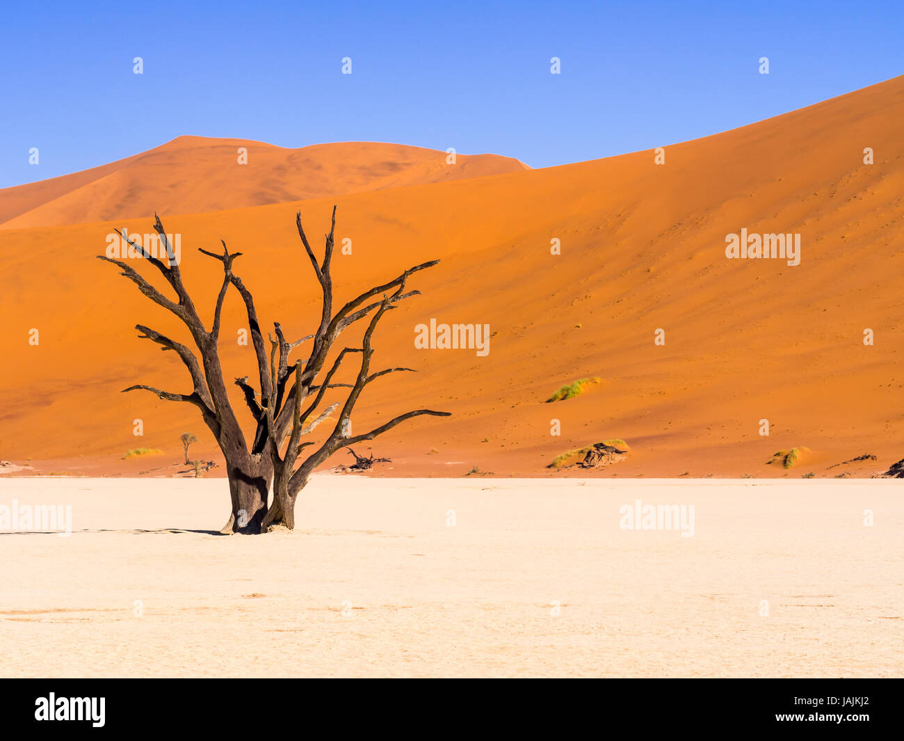 Muertos Camelthorn (Acacia erioloba) Árboles en Dead Vlei, Parque Nacional Namib-Naukluft, Namibia Foto de stock