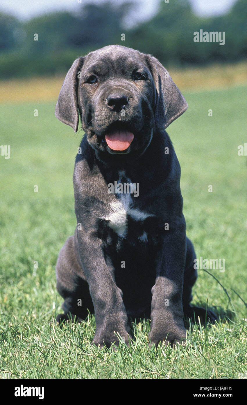Mastín Napolitano,perro Puppy,hierba, Foto de stock